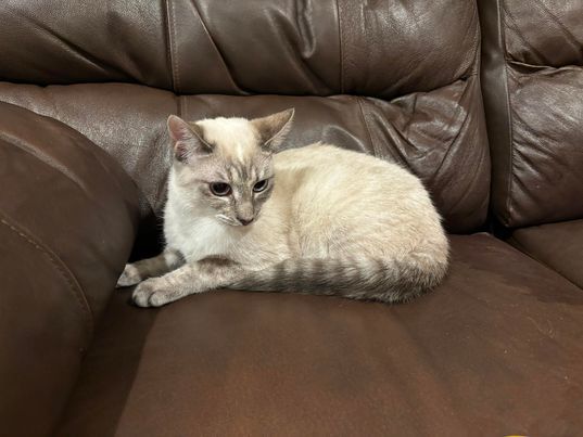 Sadie, a Adopted Siamese in San Jose, CA image 4/6