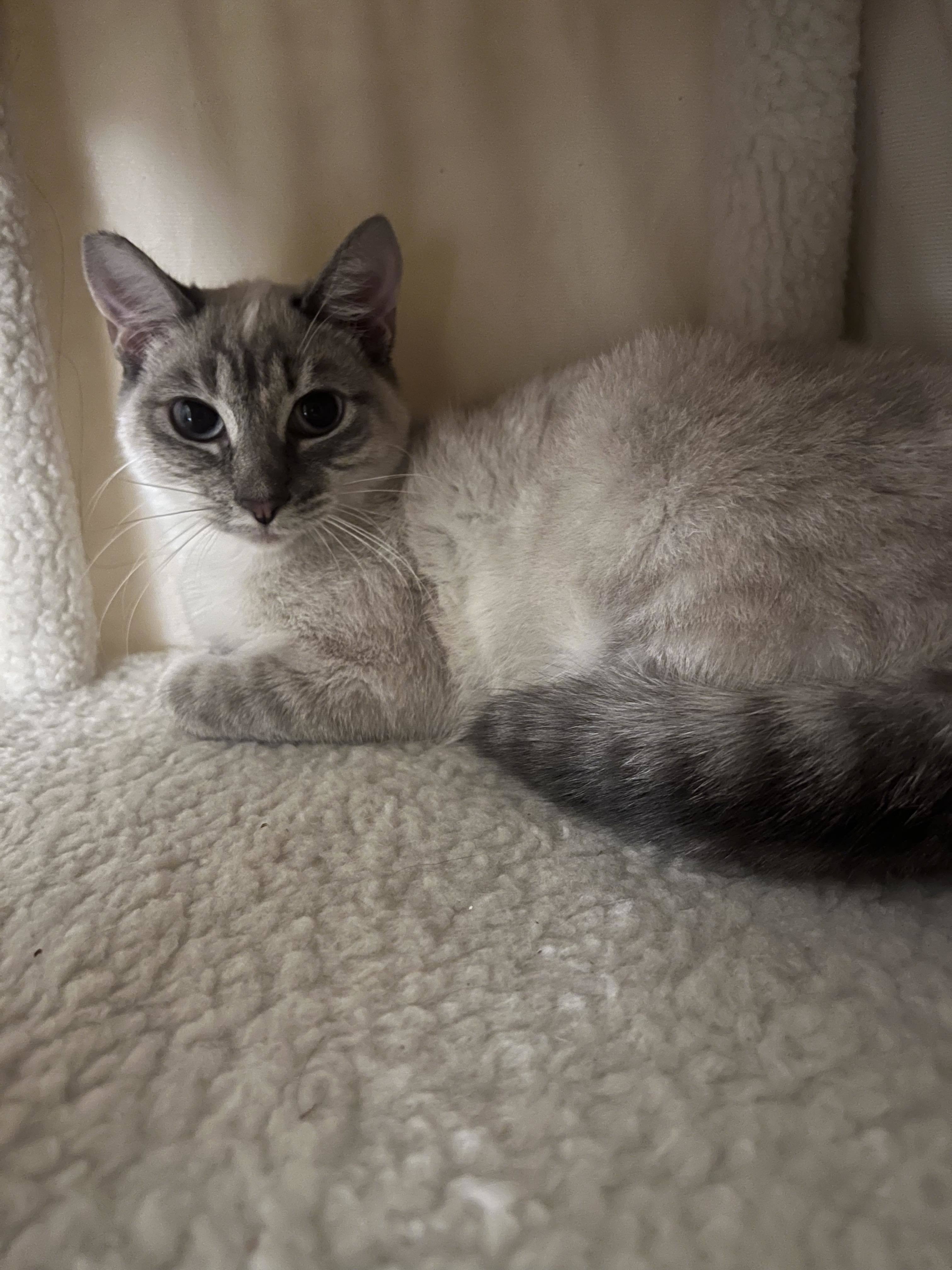 Sadie, a Adopted Siamese in San Jose, CA image 5/6