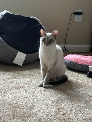 Sadie, a Adopted Siamese in San Jose, CA image 6/6