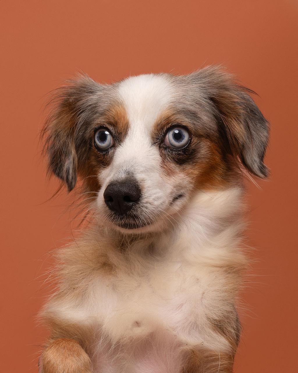 Enlarge Kitty, a Adoptable Australian Shepherd in Winnabow, NC image 3/3