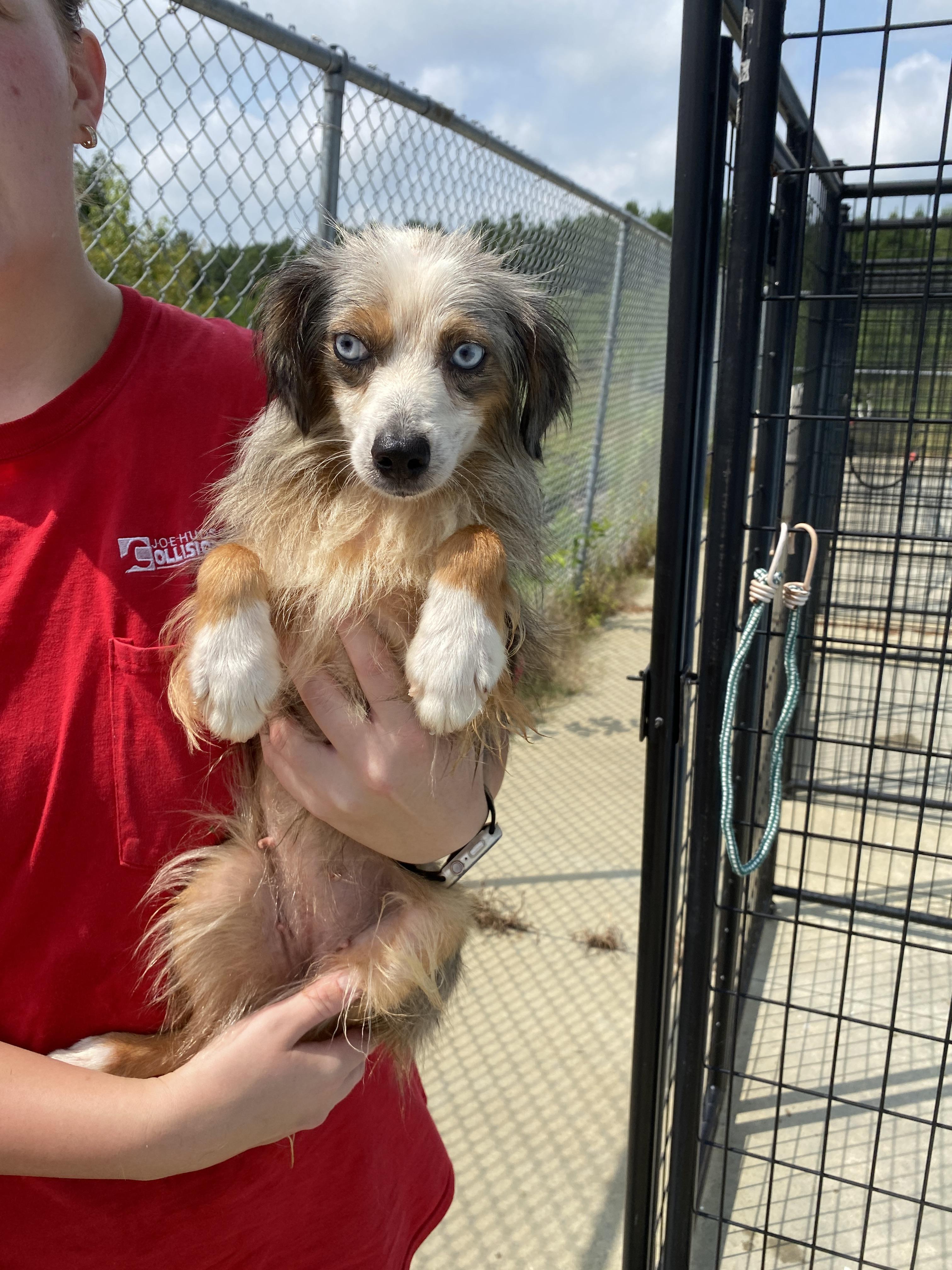 Enlarge Kitty, a Adoptable Australian Shepherd in Winnabow, NC image 3/3