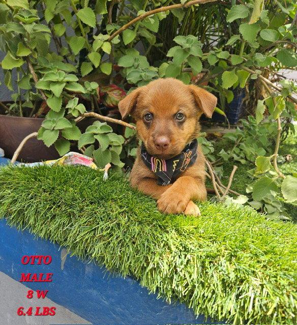 Otto, Adoptable, Puppy Male Retriever & Labrador Retriever.