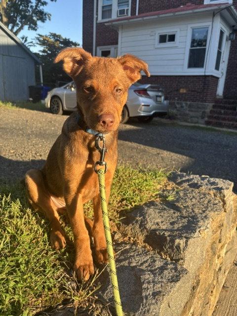 Otto, Adoptable, Puppy Male Retriever & Labrador Retriever.