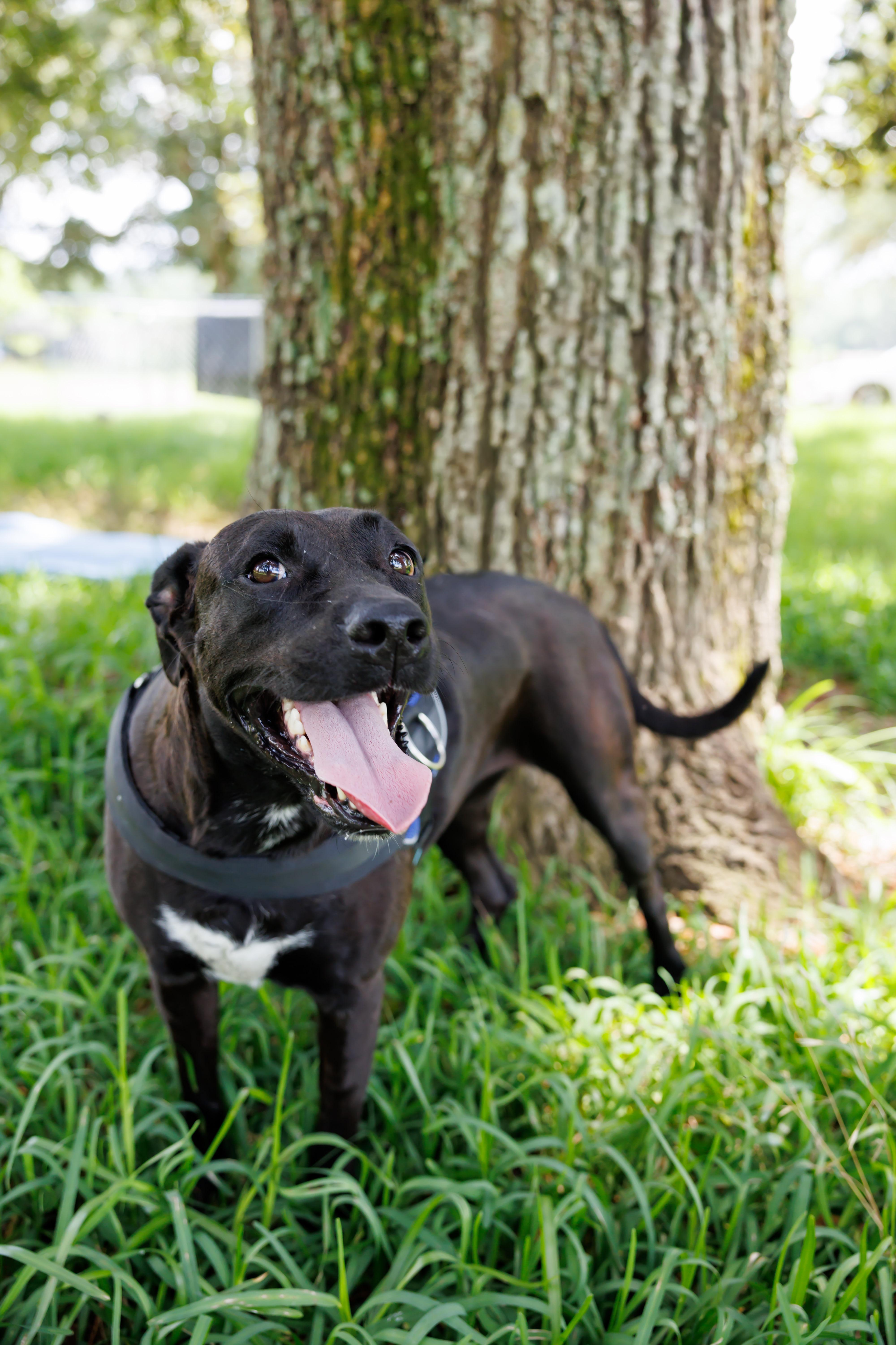 Enlarge Caroline, a Adoptable mixed breed in Destin , FL image 2/5