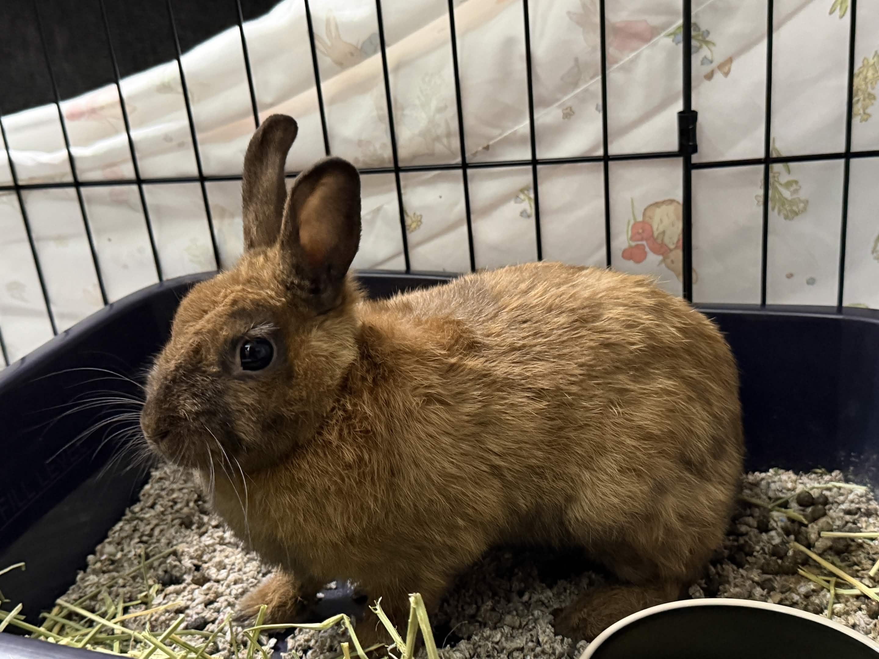 Enlarge MAPLE, a Adoptable mixed breed in Forest Hills, NY image 3/6