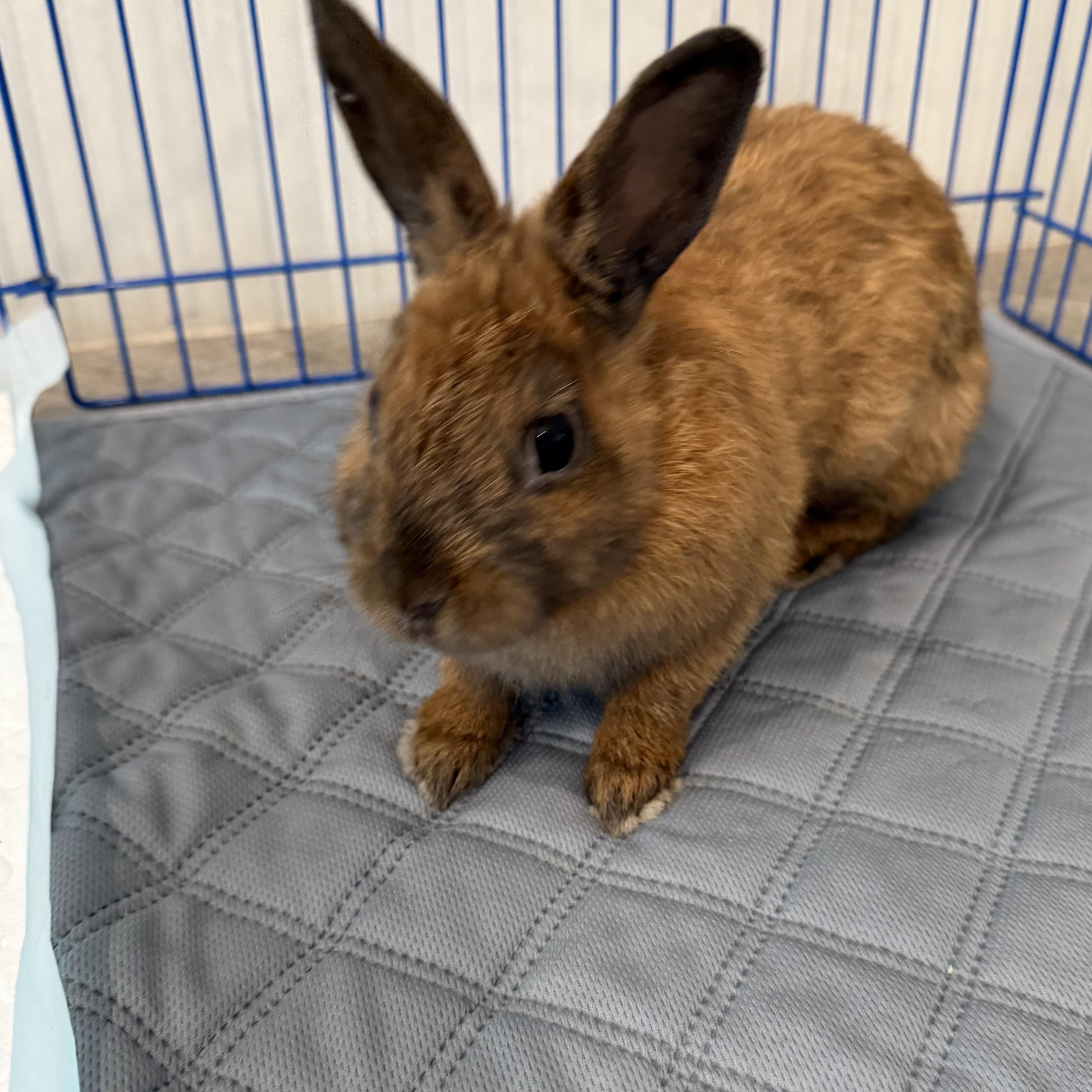 Enlarge MAPLE, a Adoptable mixed breed in Forest Hills, NY image 1/6