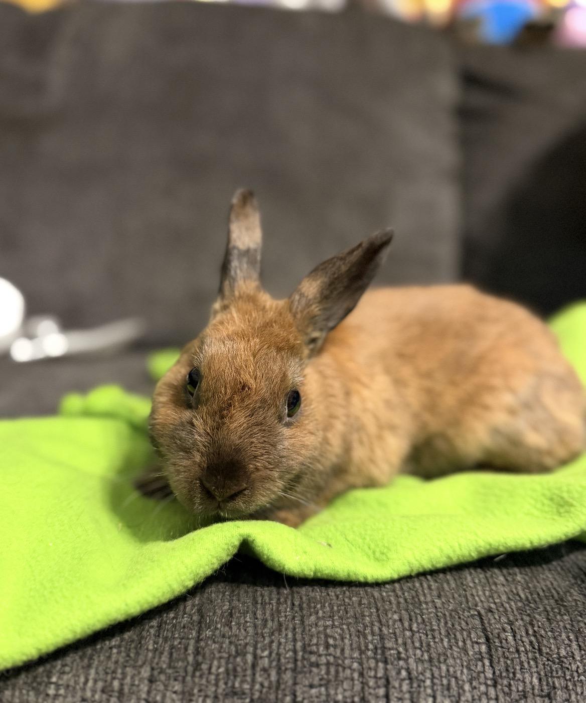 Enlarge MAPLE, a Adoptable mixed breed in Forest Hills, NY image 5/6