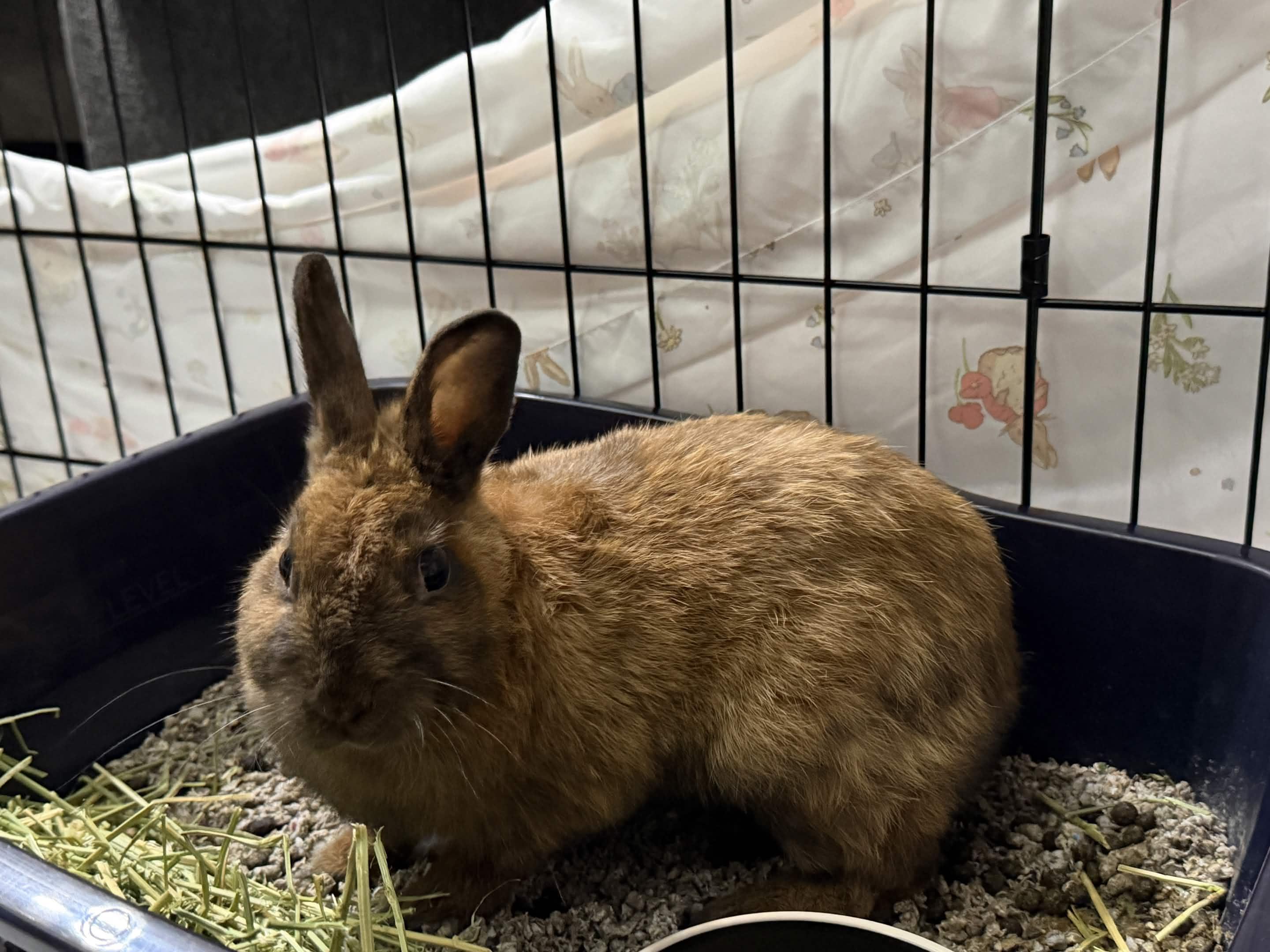 Enlarge MAPLE, a Adoptable mixed breed in Forest Hills, NY image 2/6