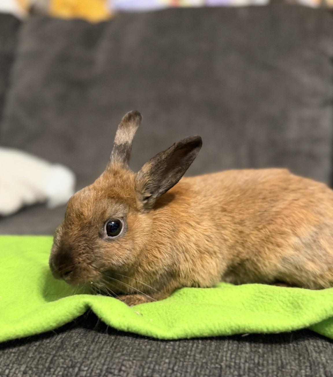 Enlarge MAPLE, a Adoptable mixed breed in Forest Hills, NY image 6/6