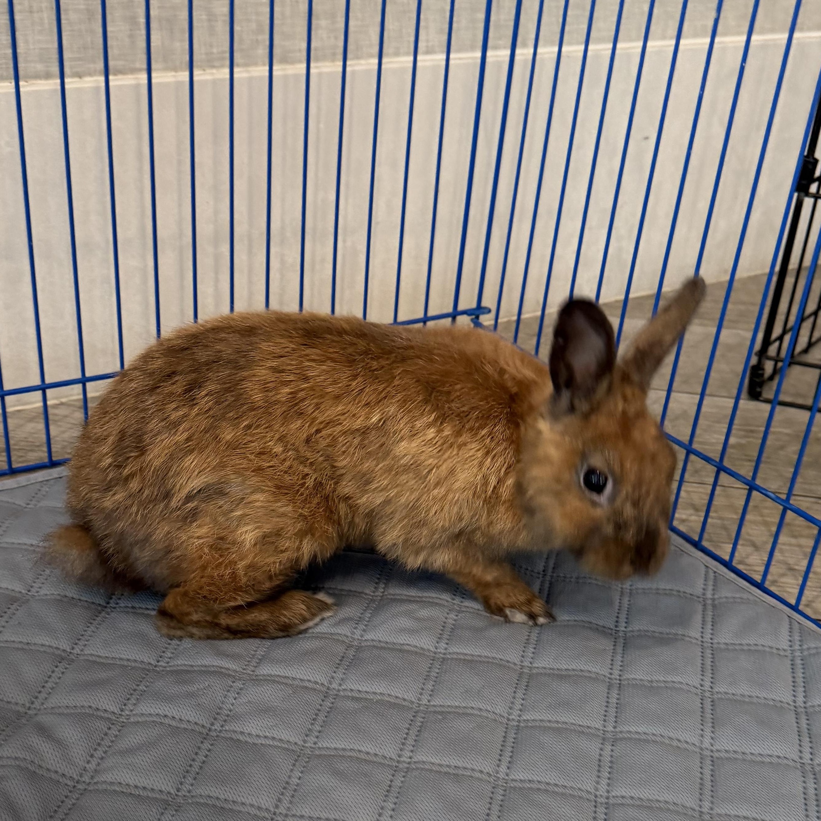 Enlarge MAPLE, a Adoptable mixed breed in Forest Hills, NY image 4/6