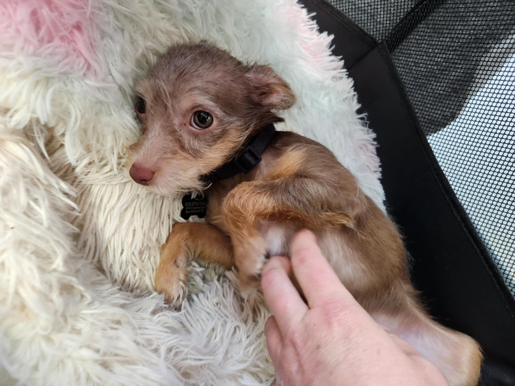 Naniya, Adopted, Puppy Female Yorkshire Terrier & Chihuahua.