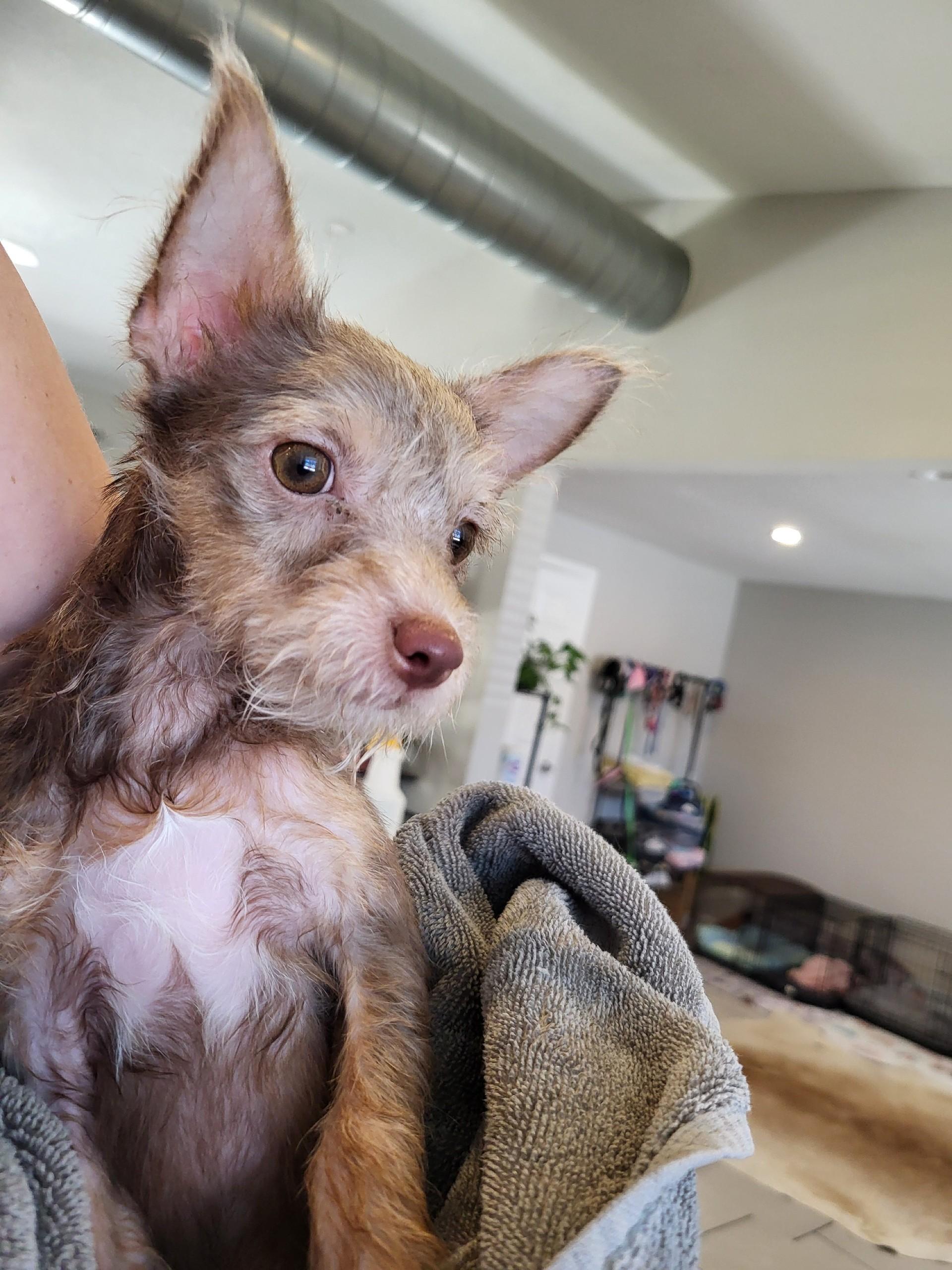 Enlarge Naniya, a Adopted mixed breed in Austin, TX image 3/6