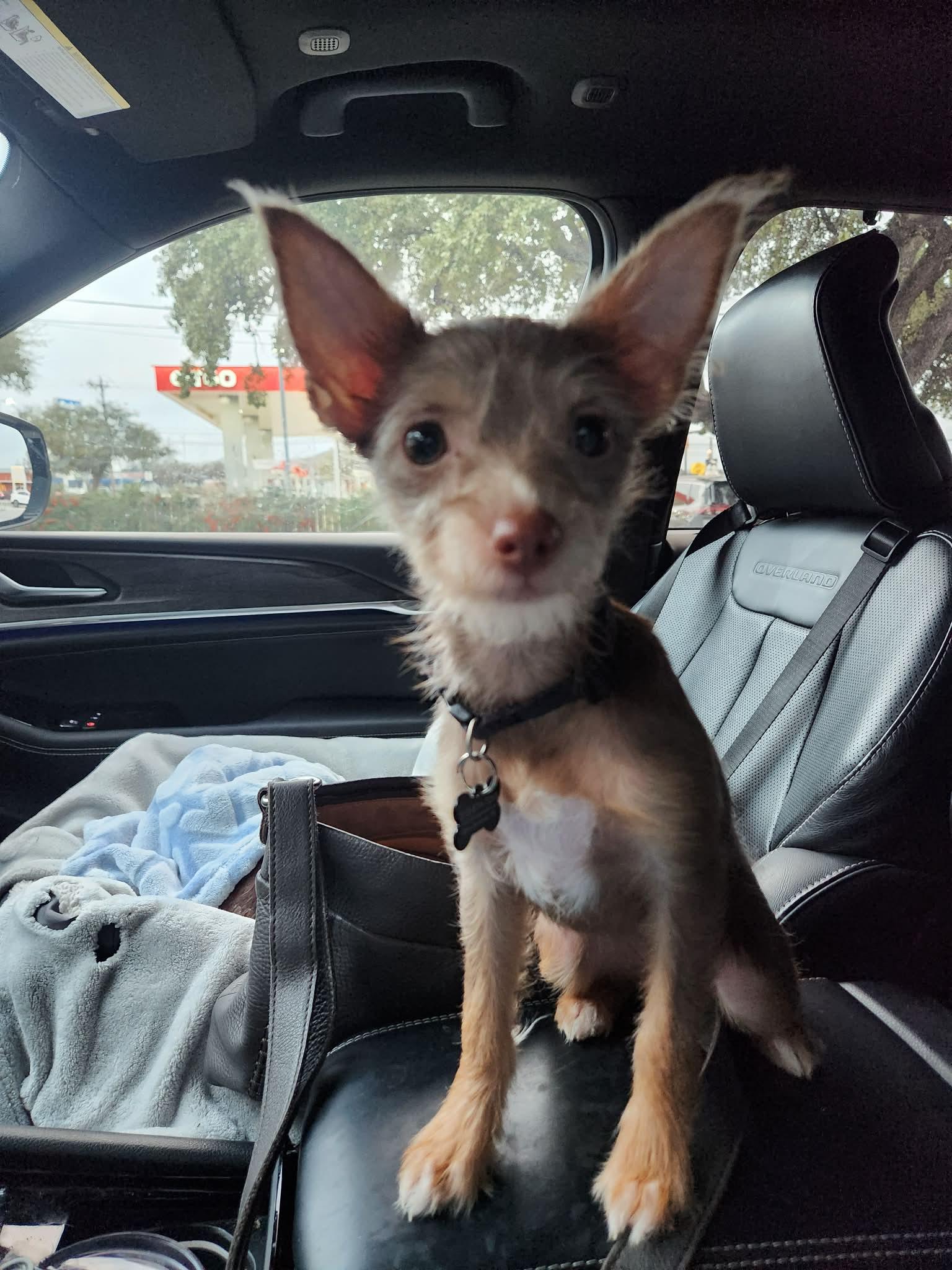 Enlarge Naniya, a Adopted mixed breed in Austin, TX image 5/6