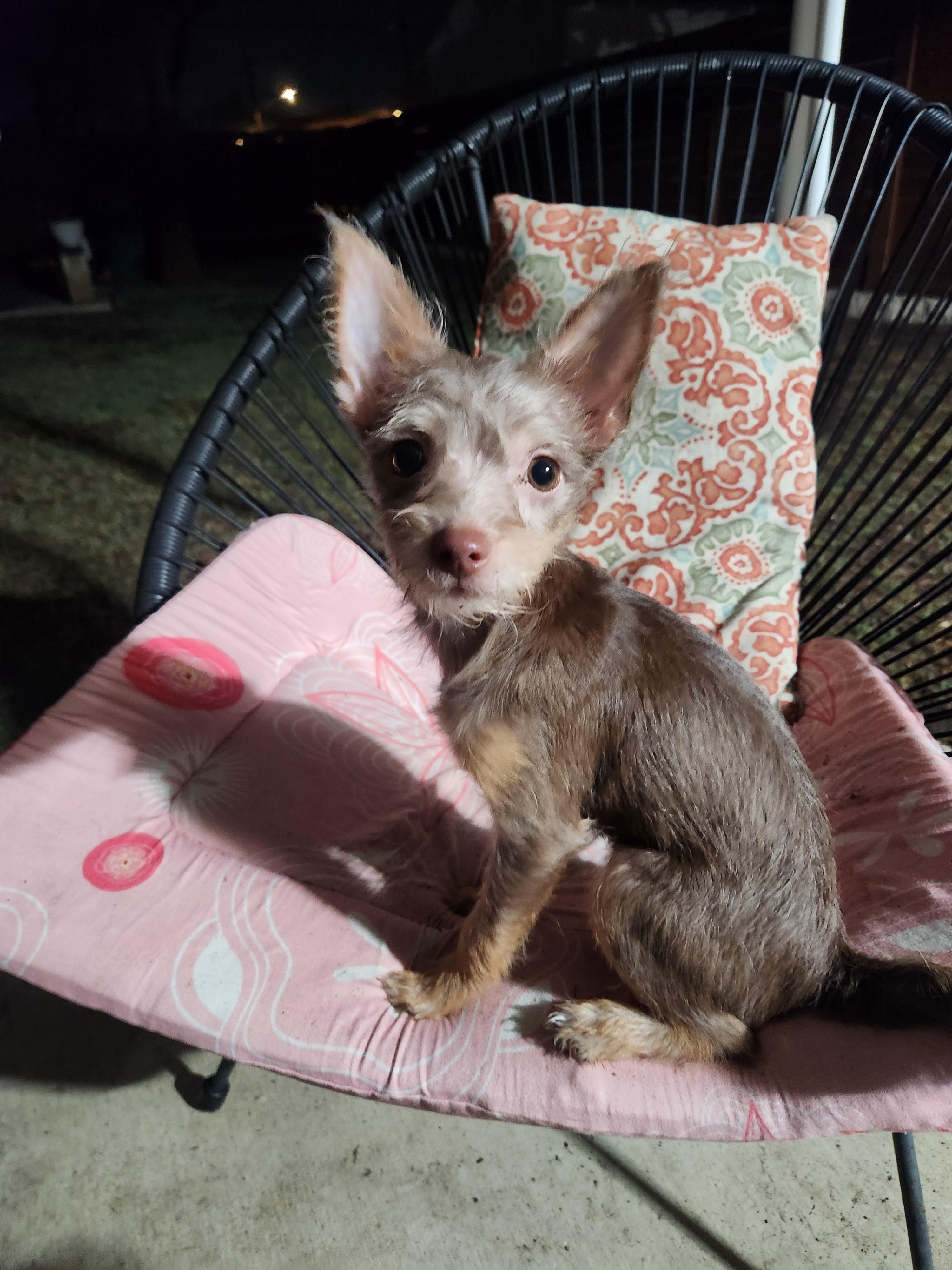 Enlarge Naniya, a Adopted mixed breed in Austin, TX image 6/6