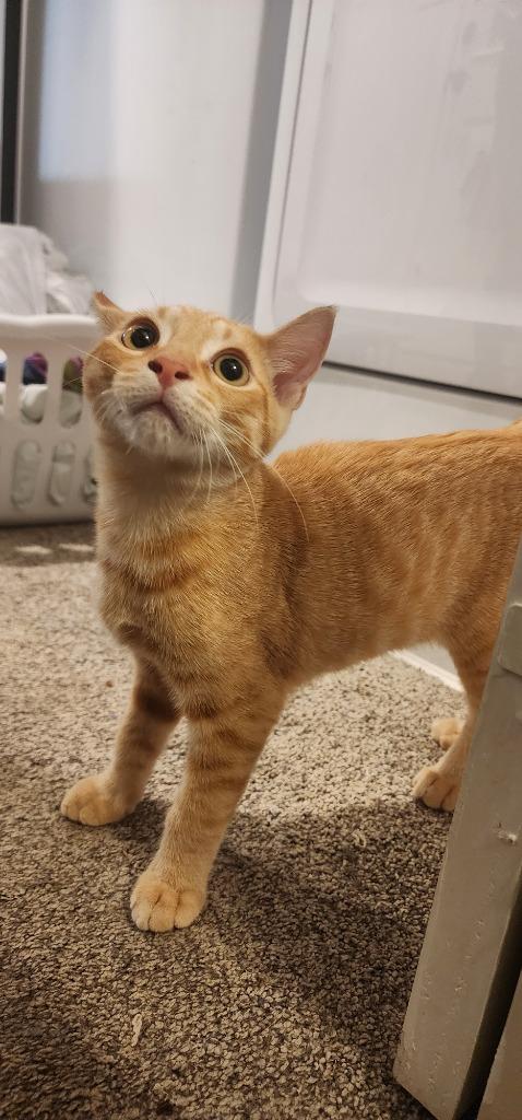 Spike, Adoptable, Young Male Domestic Short Hair.