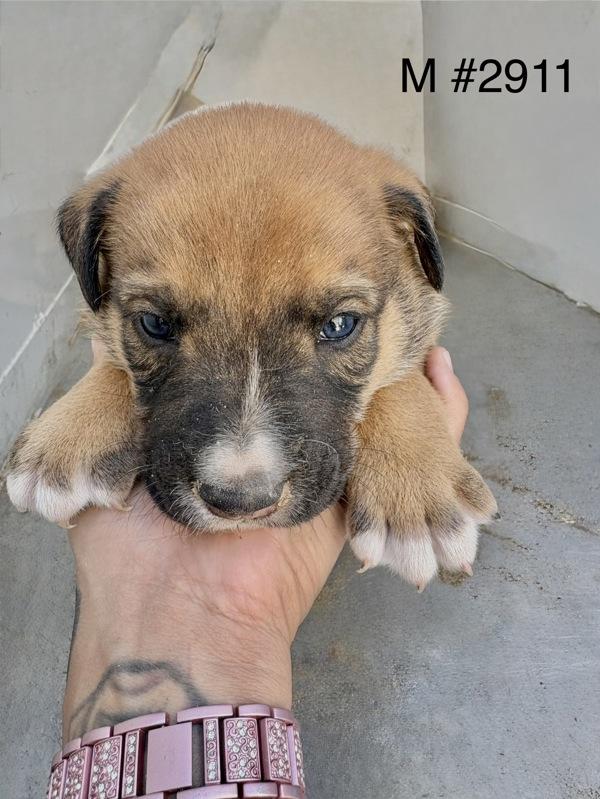 Chico, Adoptable, Puppy Male Siberian Husky.