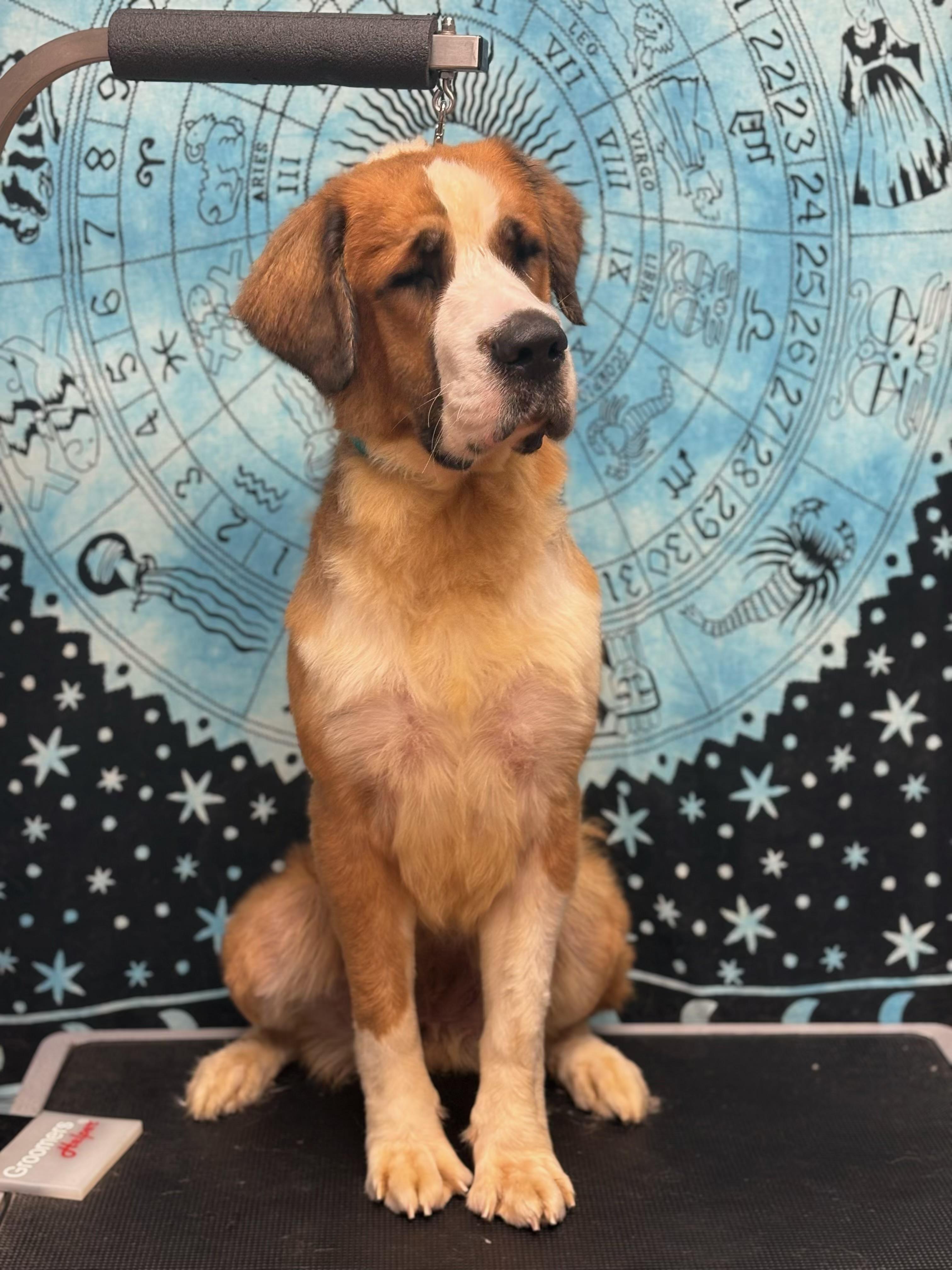 Enlarge Tinsel, a Adoptable Saint Bernard in Hindsboro, IL image 4/5