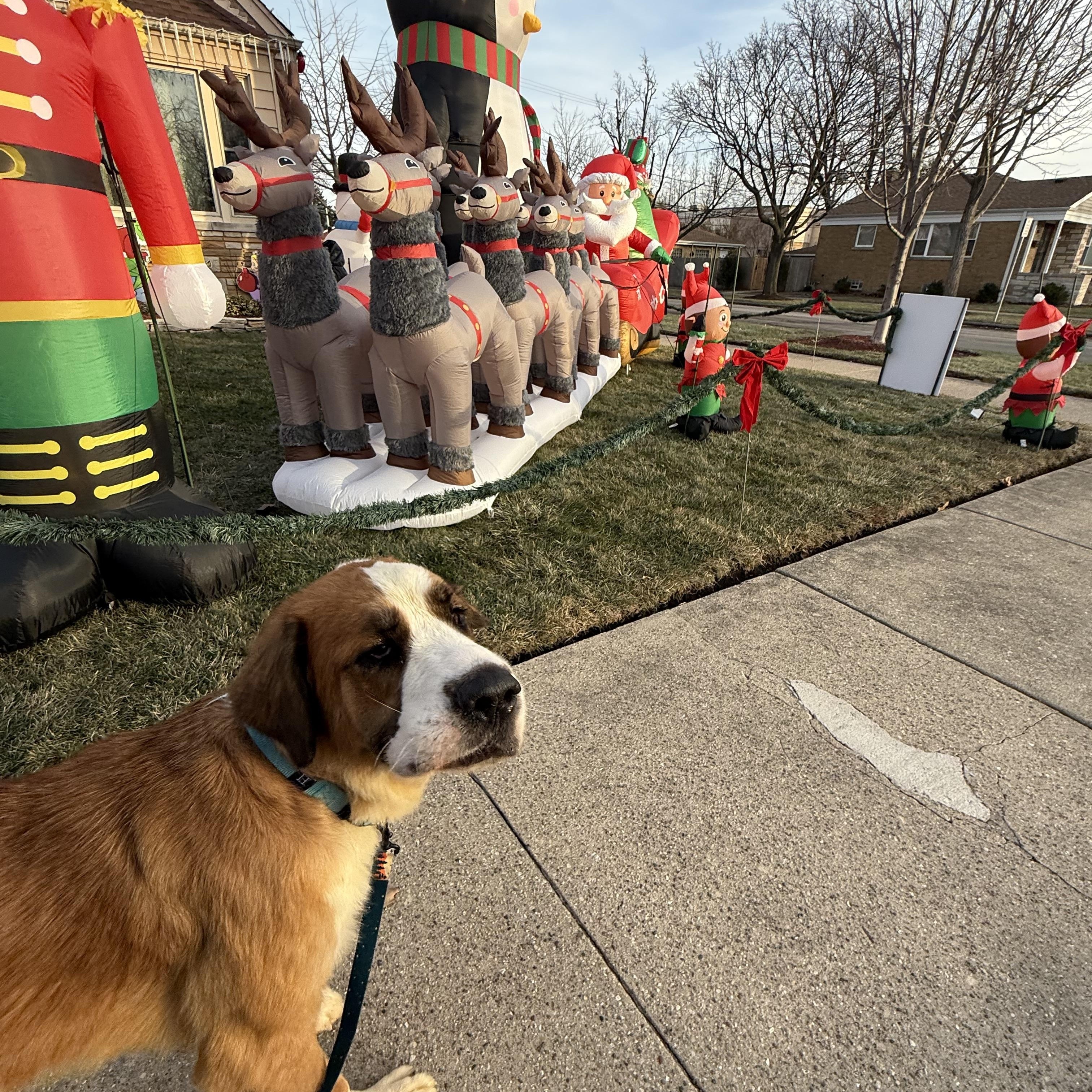 Enlarge Tinsel, a Adoptable Saint Bernard in Hindsboro, IL image 3/5