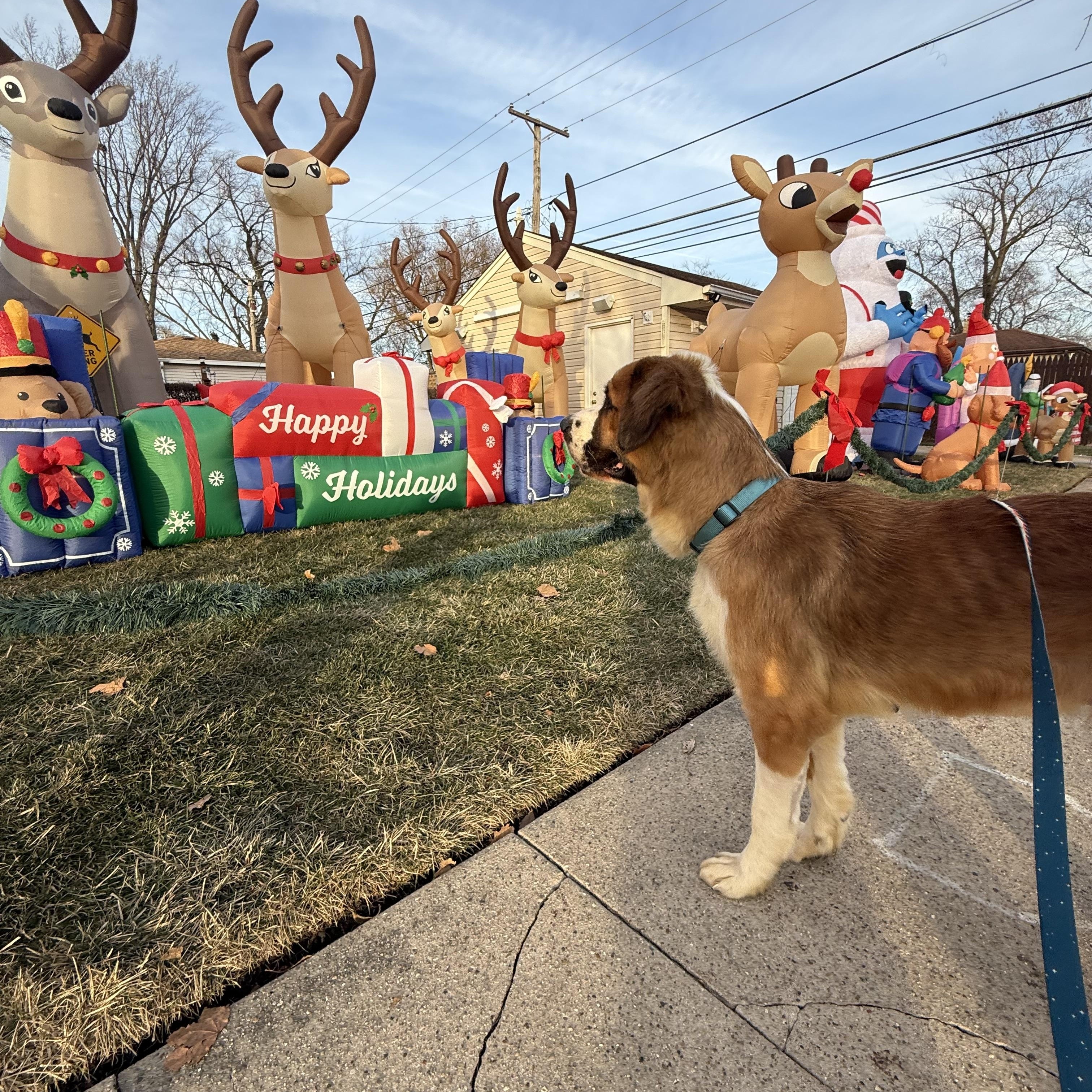 Enlarge Tinsel, a Adoptable Saint Bernard in Hindsboro, IL image 2/5