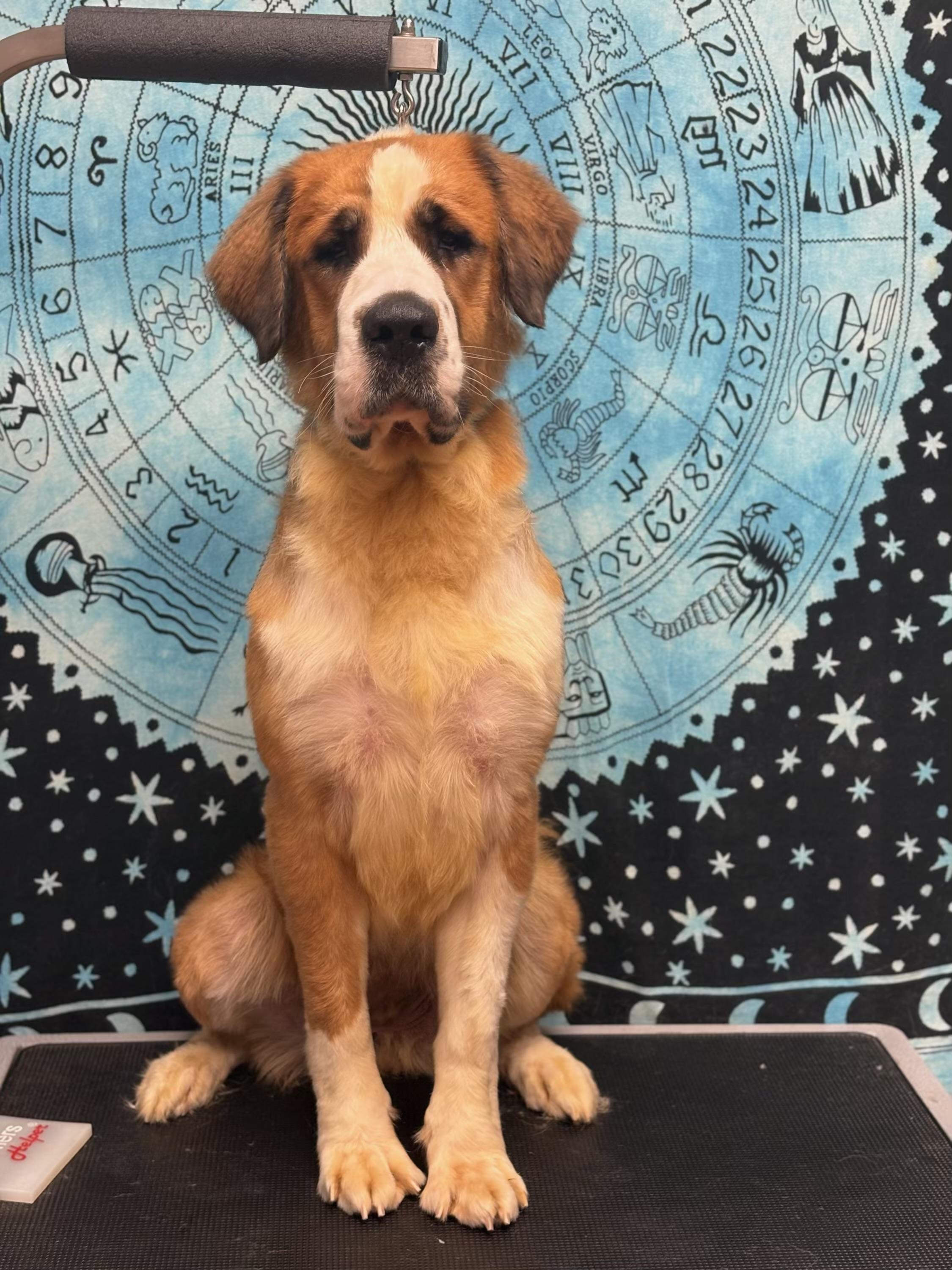 Enlarge Tinsel, a Adoptable Saint Bernard in Hindsboro, IL image 5/5