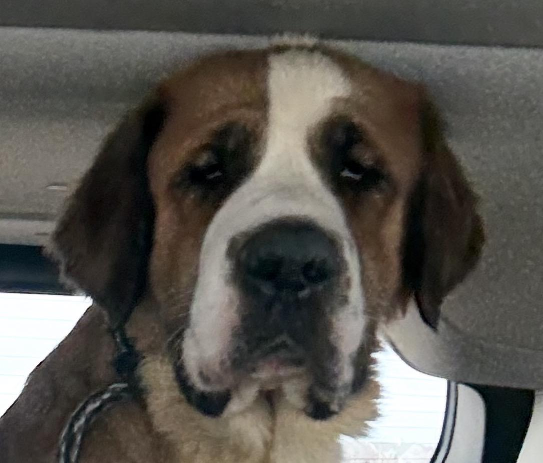 Enlarge Tinsel, a Adoptable Saint Bernard in Hindsboro, IL image 1/5