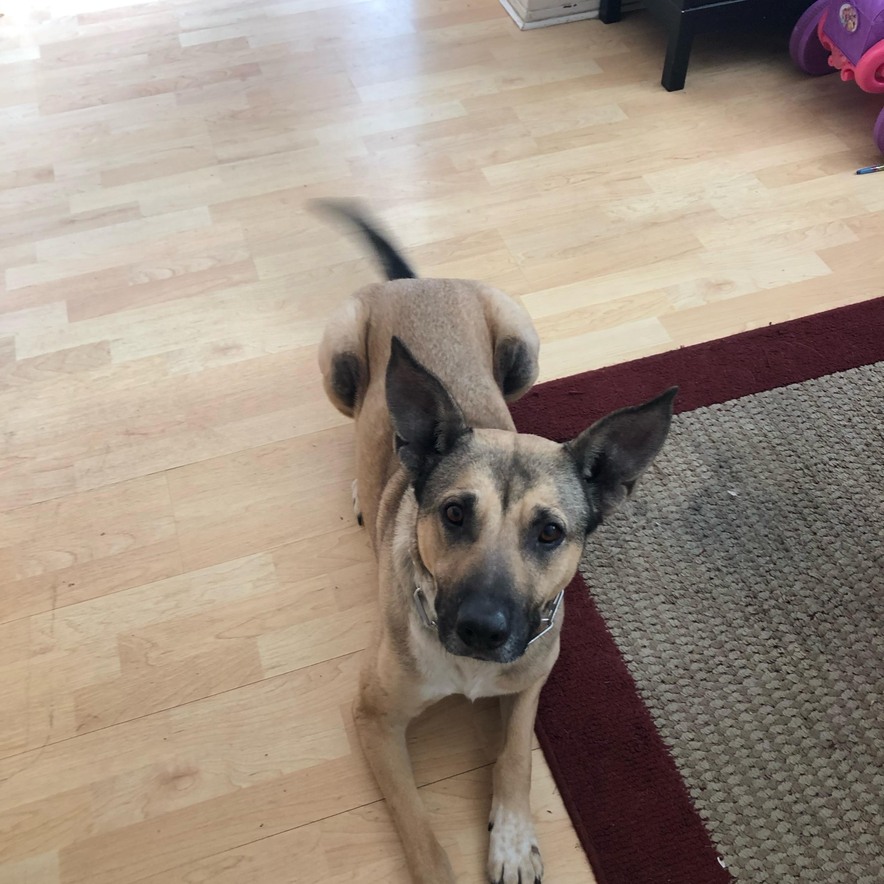 Enlarge KUKI, a Adoptable mixed breed in Vallejo, CA image 2/3