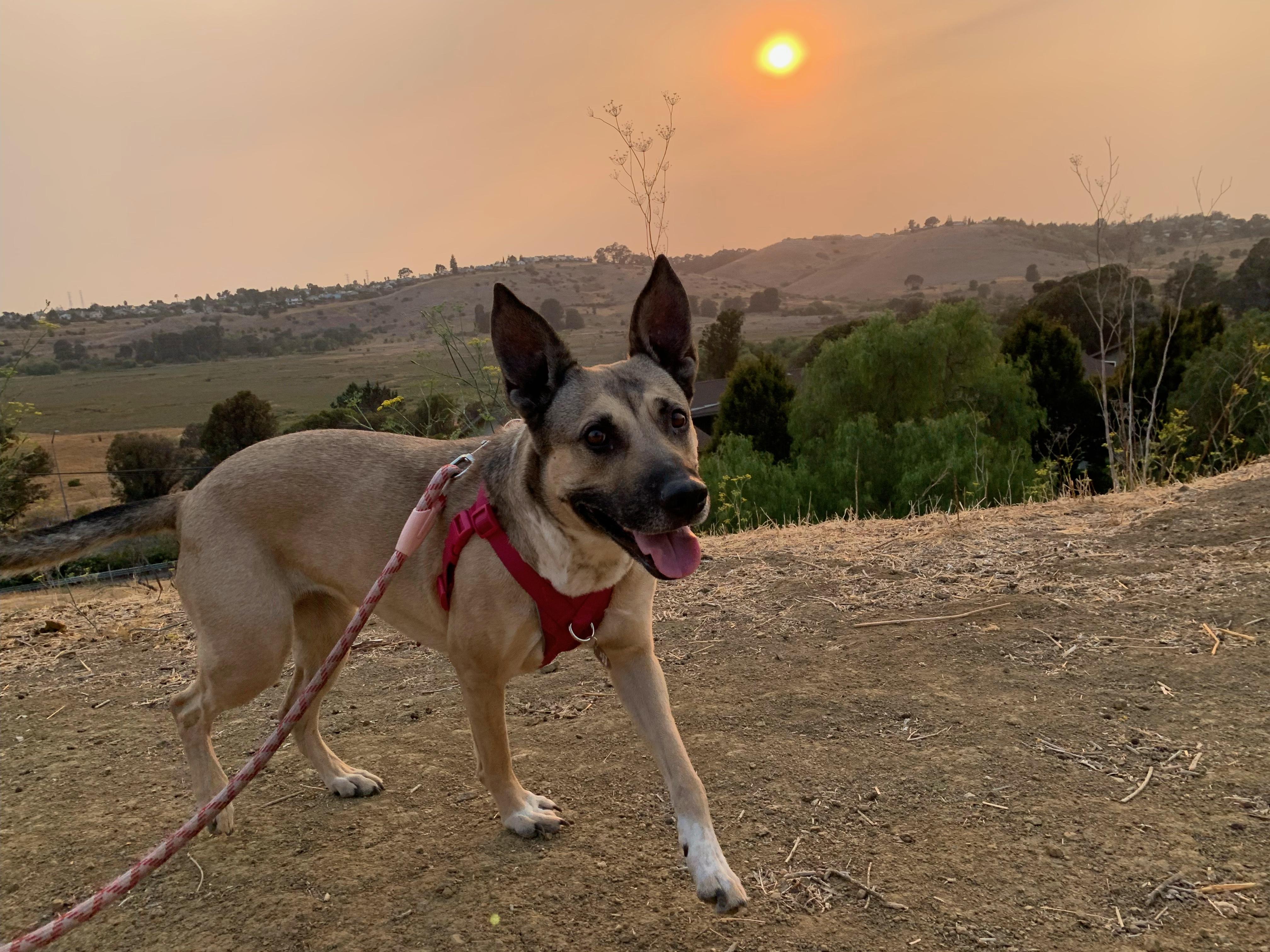 Enlarge KUKI, a Adoptable mixed breed in Vallejo, CA image 3/3