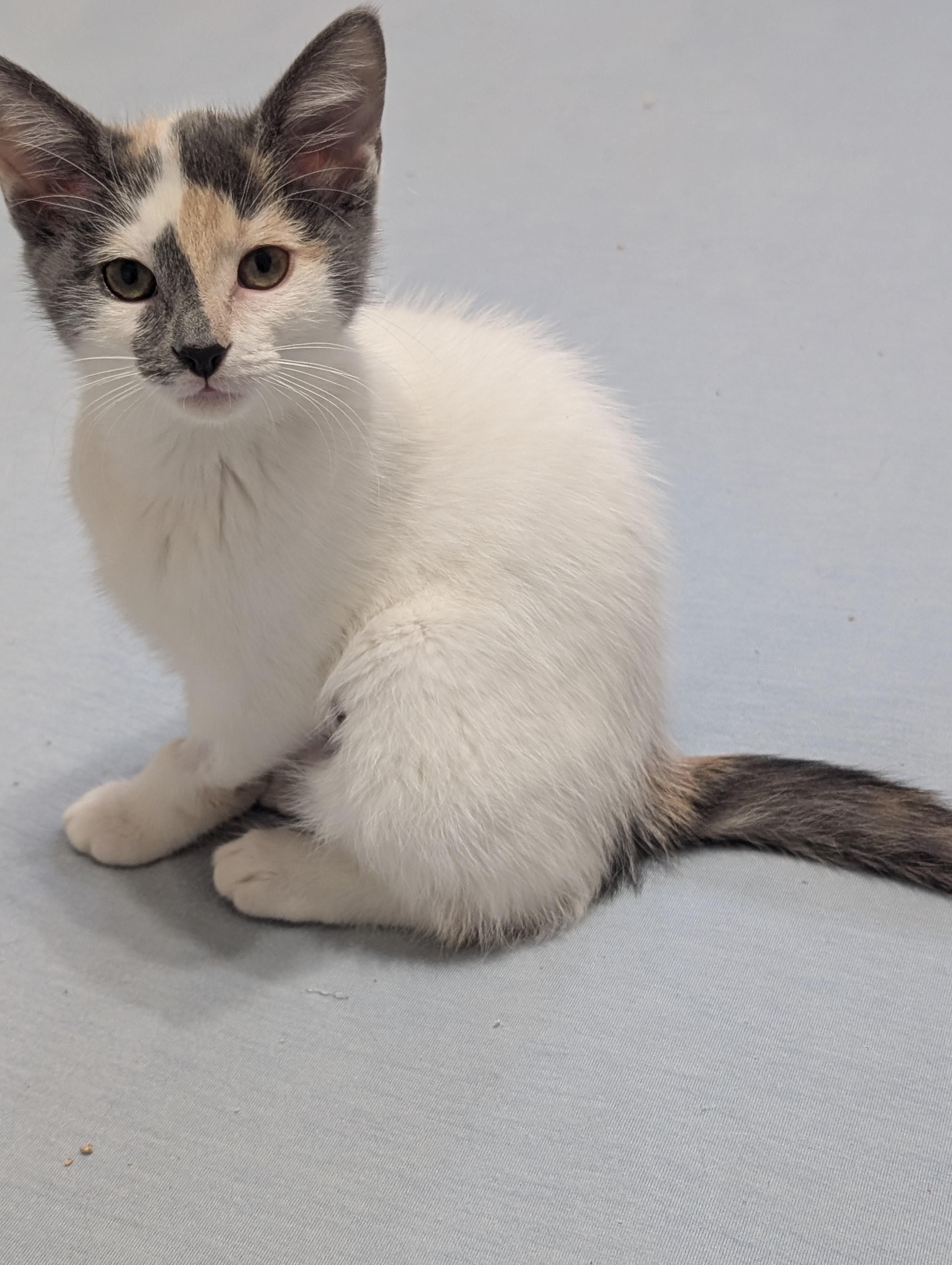 Enlarge Keeva, a Adoptable Domestic Short Hair in Cambridge, ON image 4/4