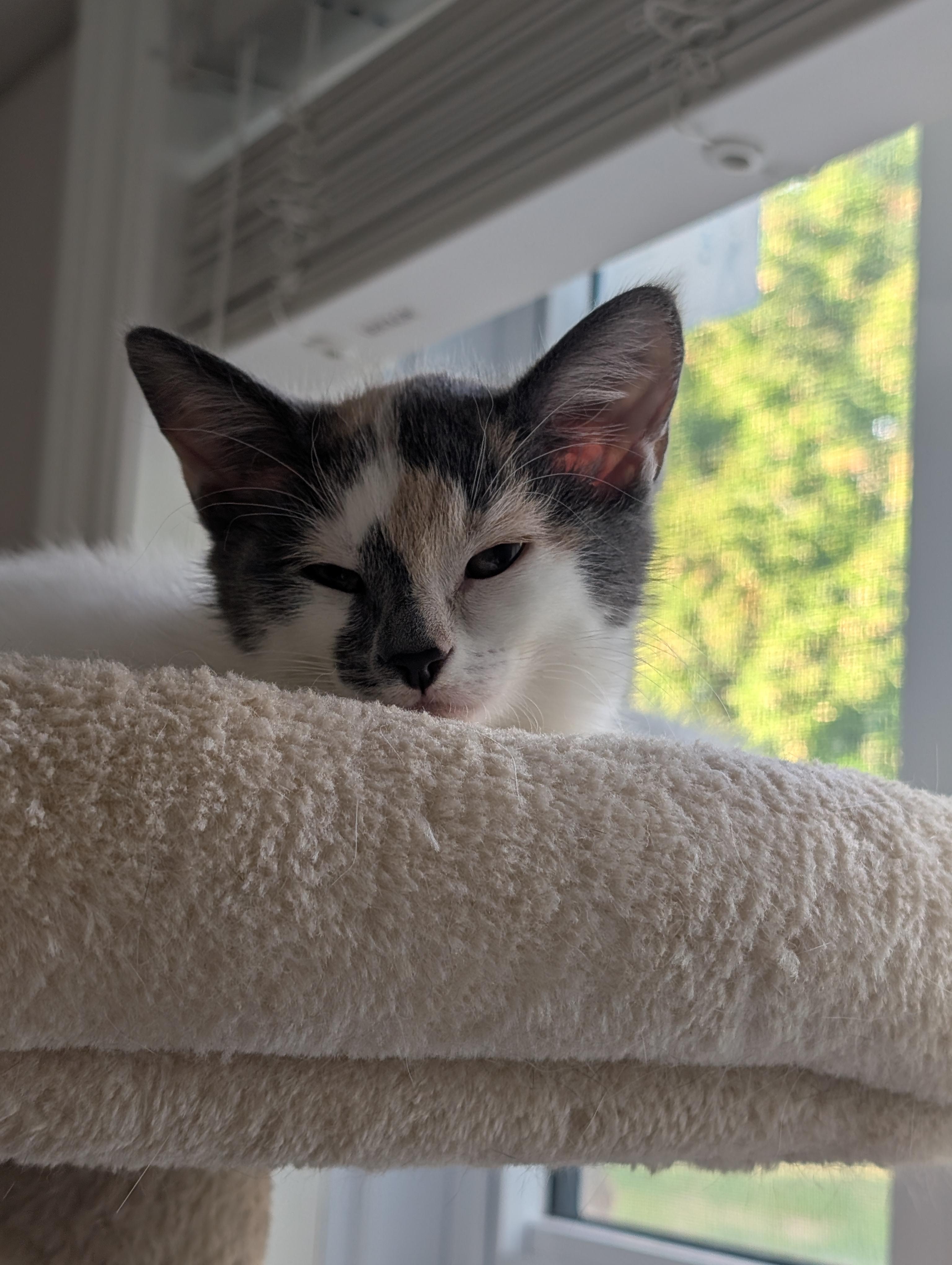 Enlarge Keeva, a Adoptable Domestic Short Hair in Cambridge, ON image 2/4