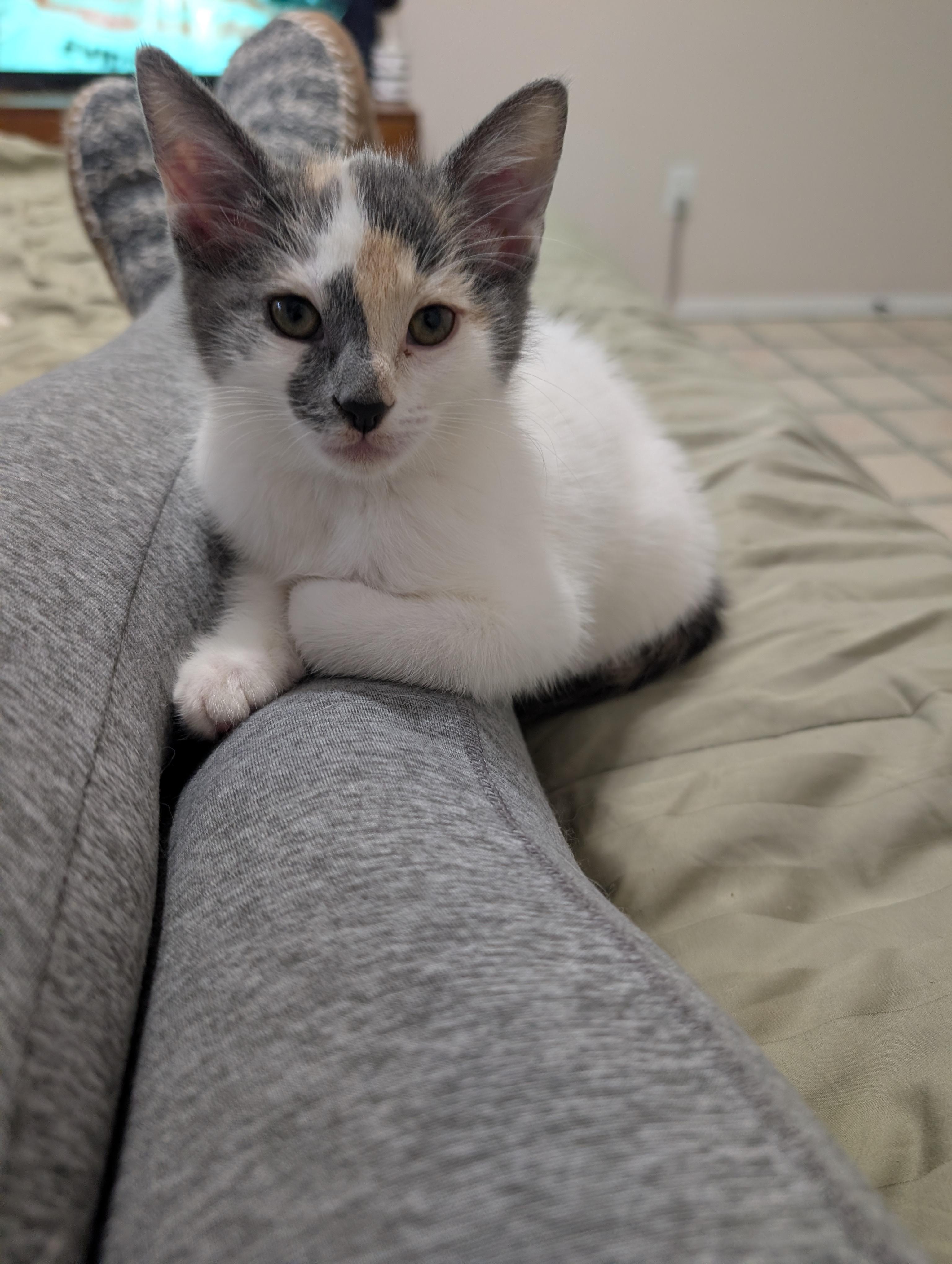 Keeva, Adoptable, Kitten Female Domestic Short Hair.