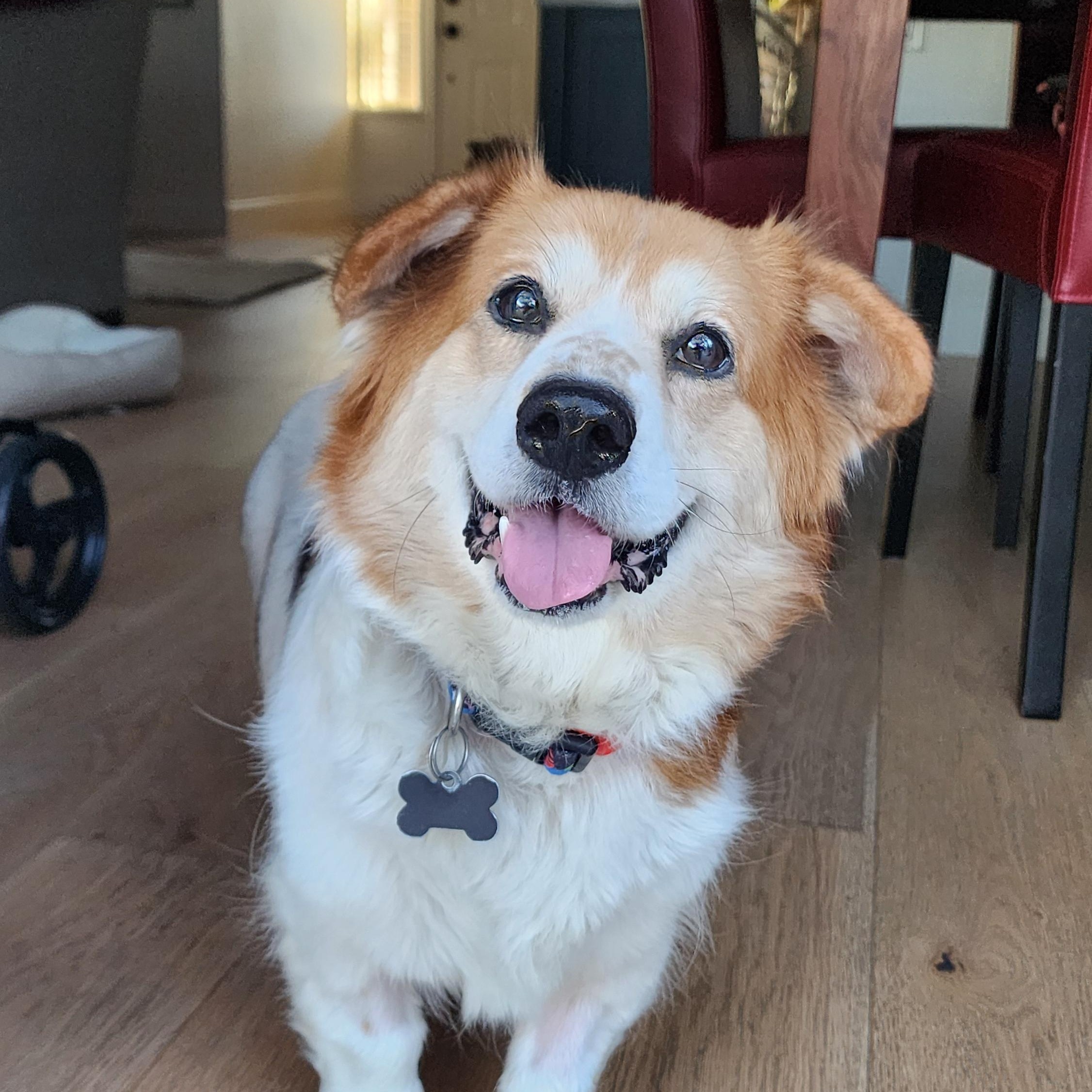 Betty, Adoptable, Adult Female Corgi & Basset Hound.