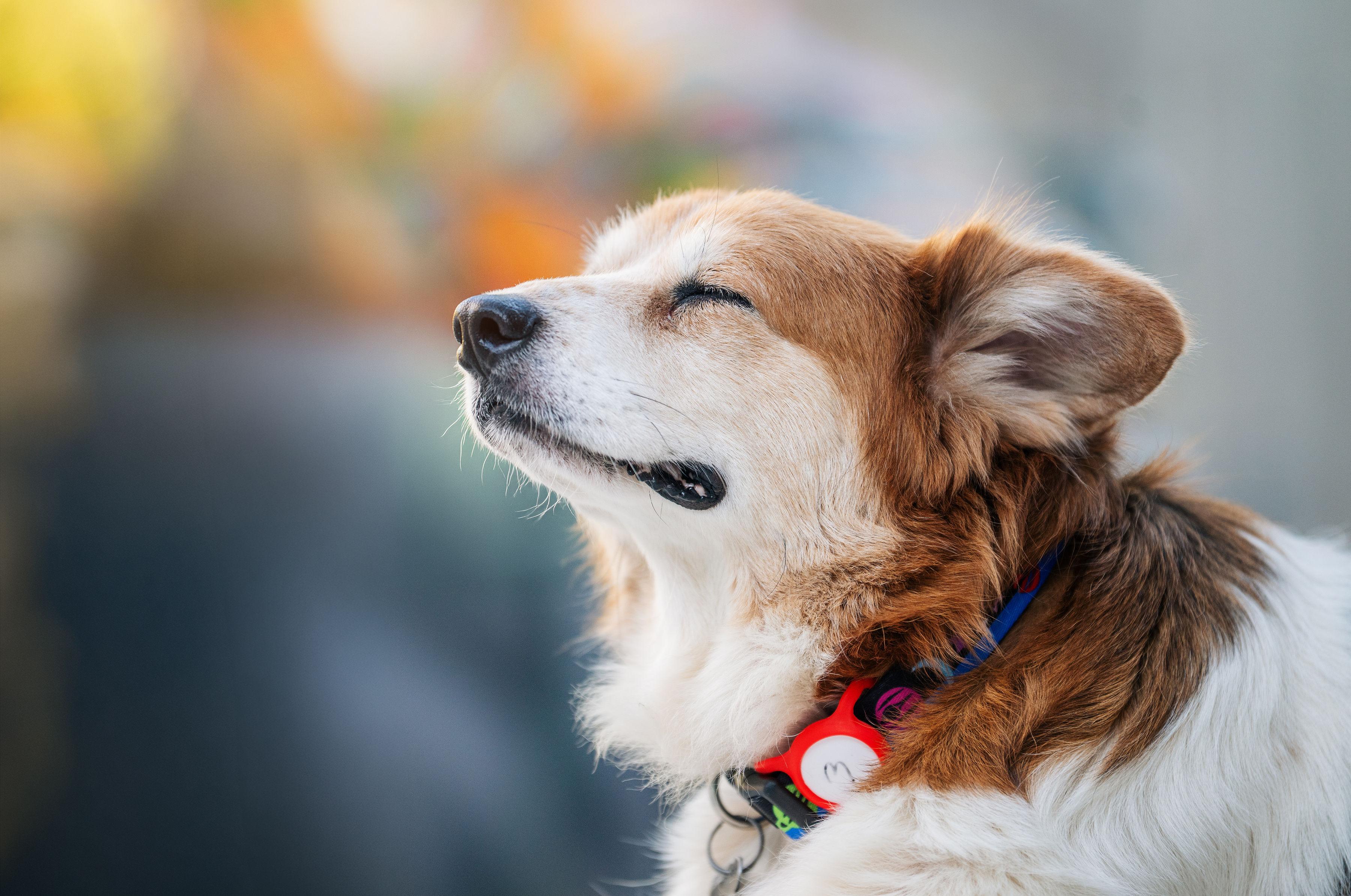Enlarge Betty, a Adoptable mixed breed in Santa Rosa, CA image 5/6