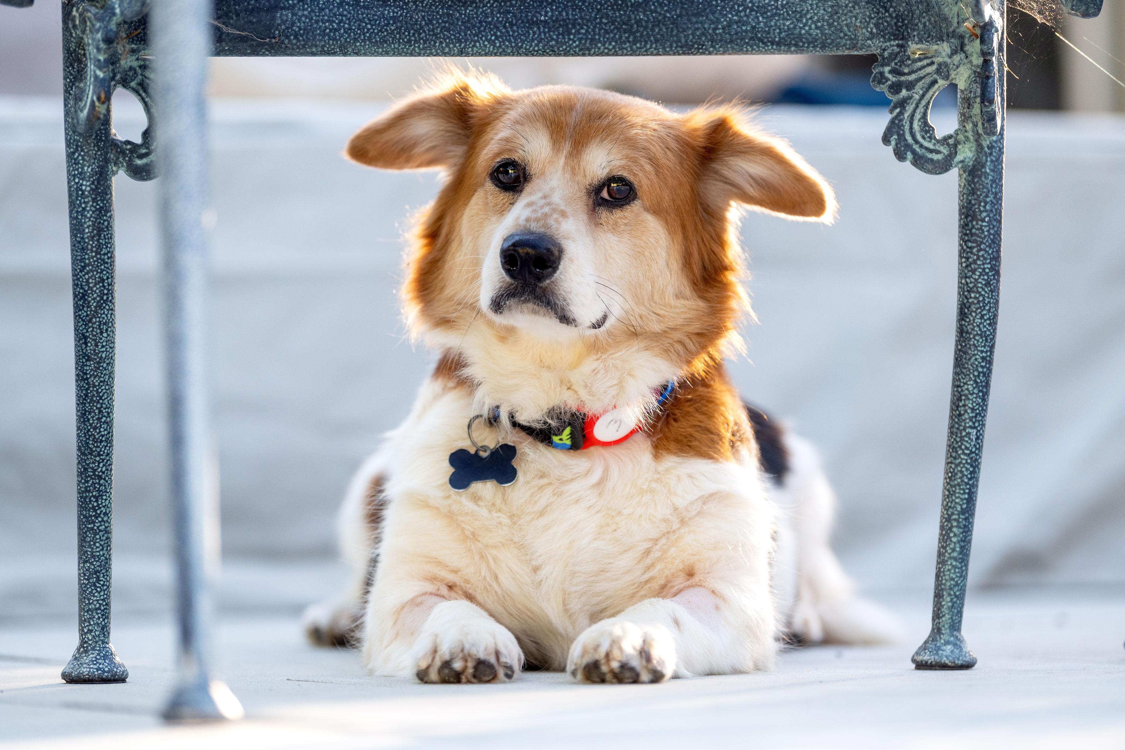 Enlarge Betty, a Adoptable mixed breed in Santa Rosa, CA image 2/6