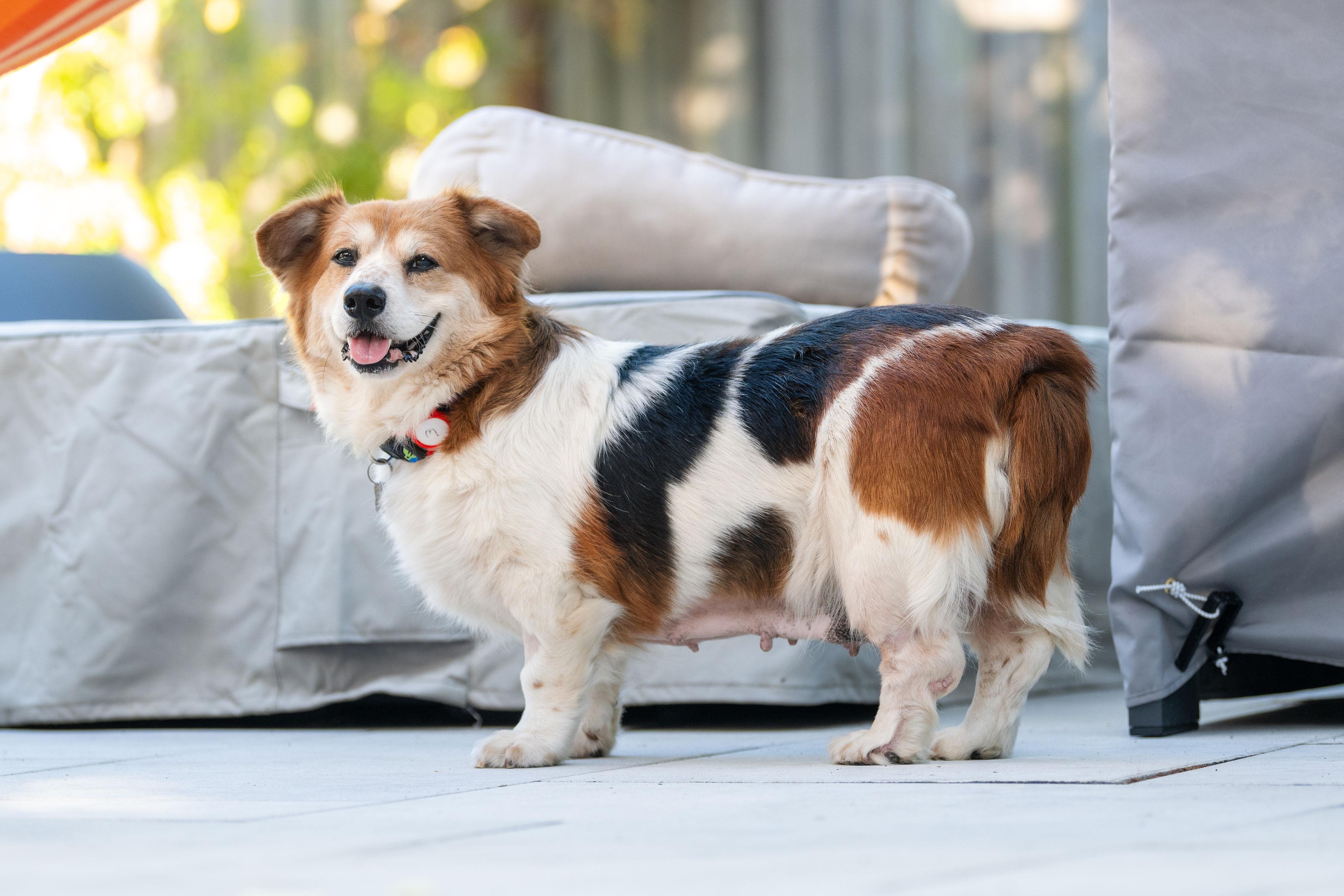 Enlarge Betty, a Adoptable mixed breed in Santa Rosa, CA image 6/6