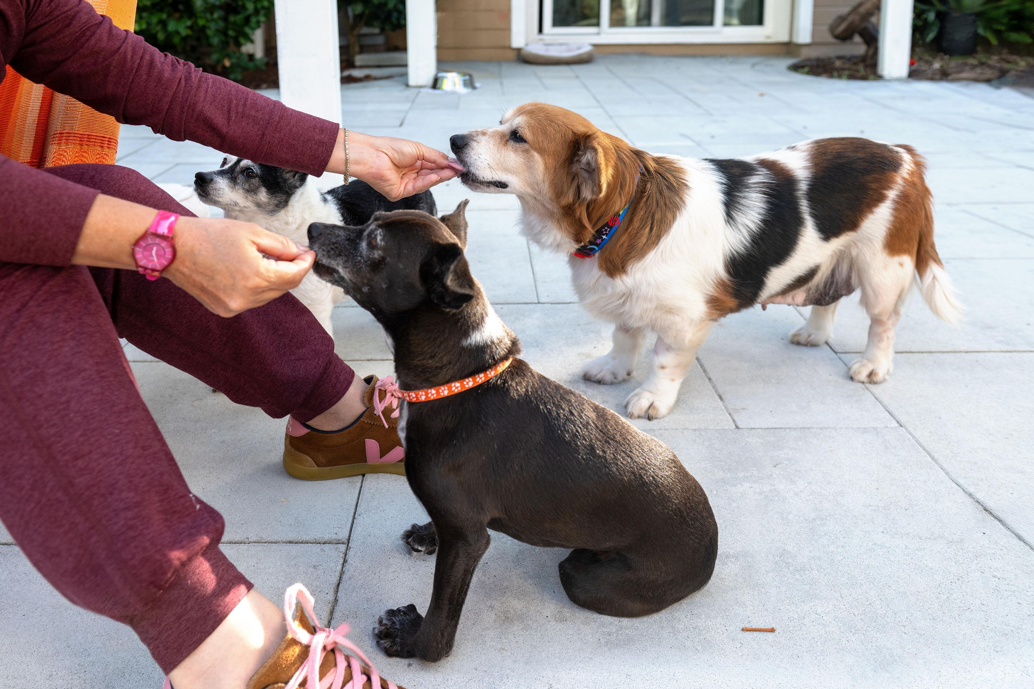 Enlarge Betty, a Adoptable mixed breed in Santa Rosa, CA image 3/6