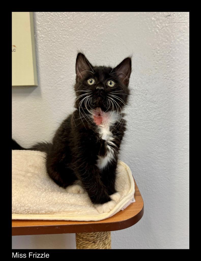 Miss Frizzle, Adopted, Kitten Female Domestic Medium Hair.