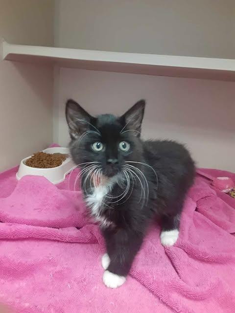 Enlarge Miss Frizzle, a Adopted mixed breed in Chino Valley, AZ image 2/2