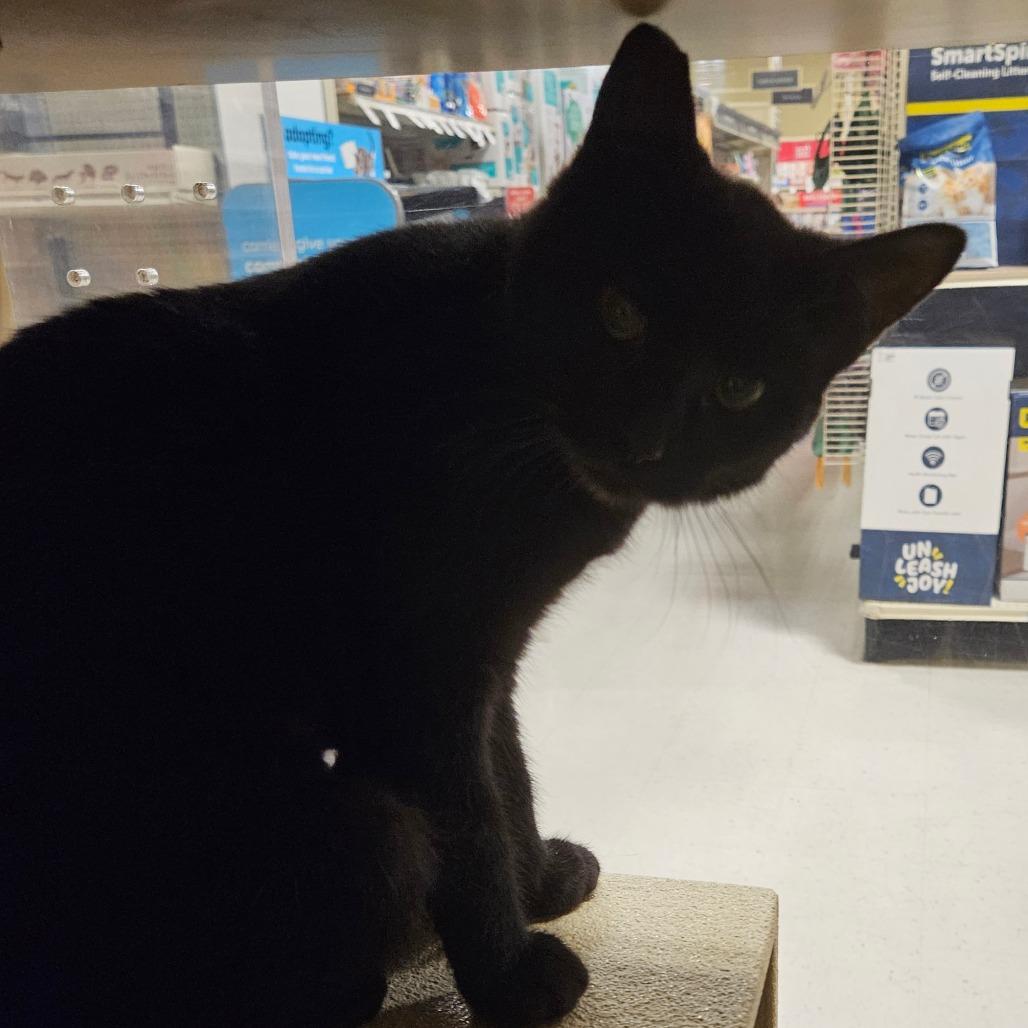 Jiji, Adoptable, Kitten Female Domestic Short Hair.