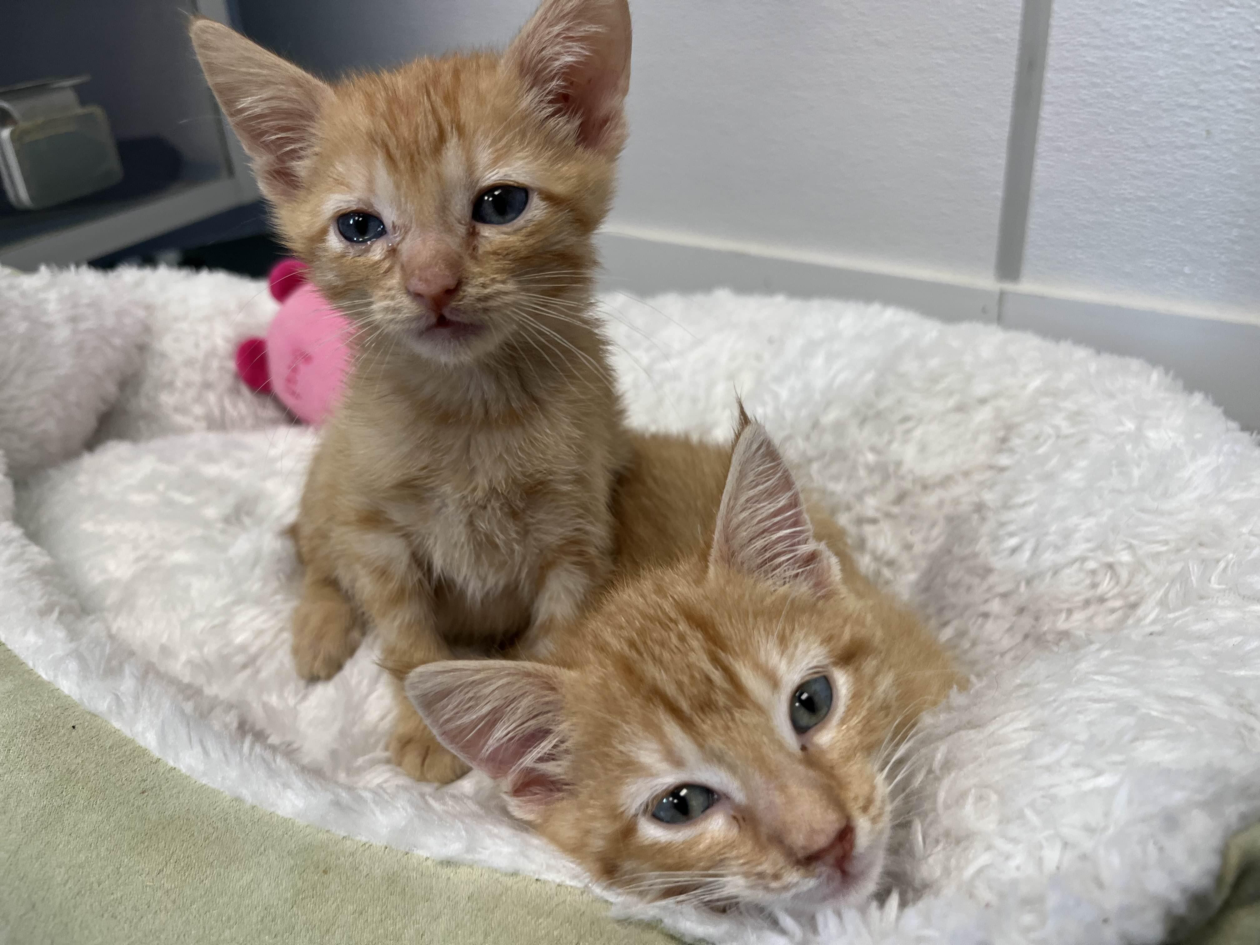 Lancelot, a Adopted Domestic Short Hair in Mount Pleasant, IA image 6/6
