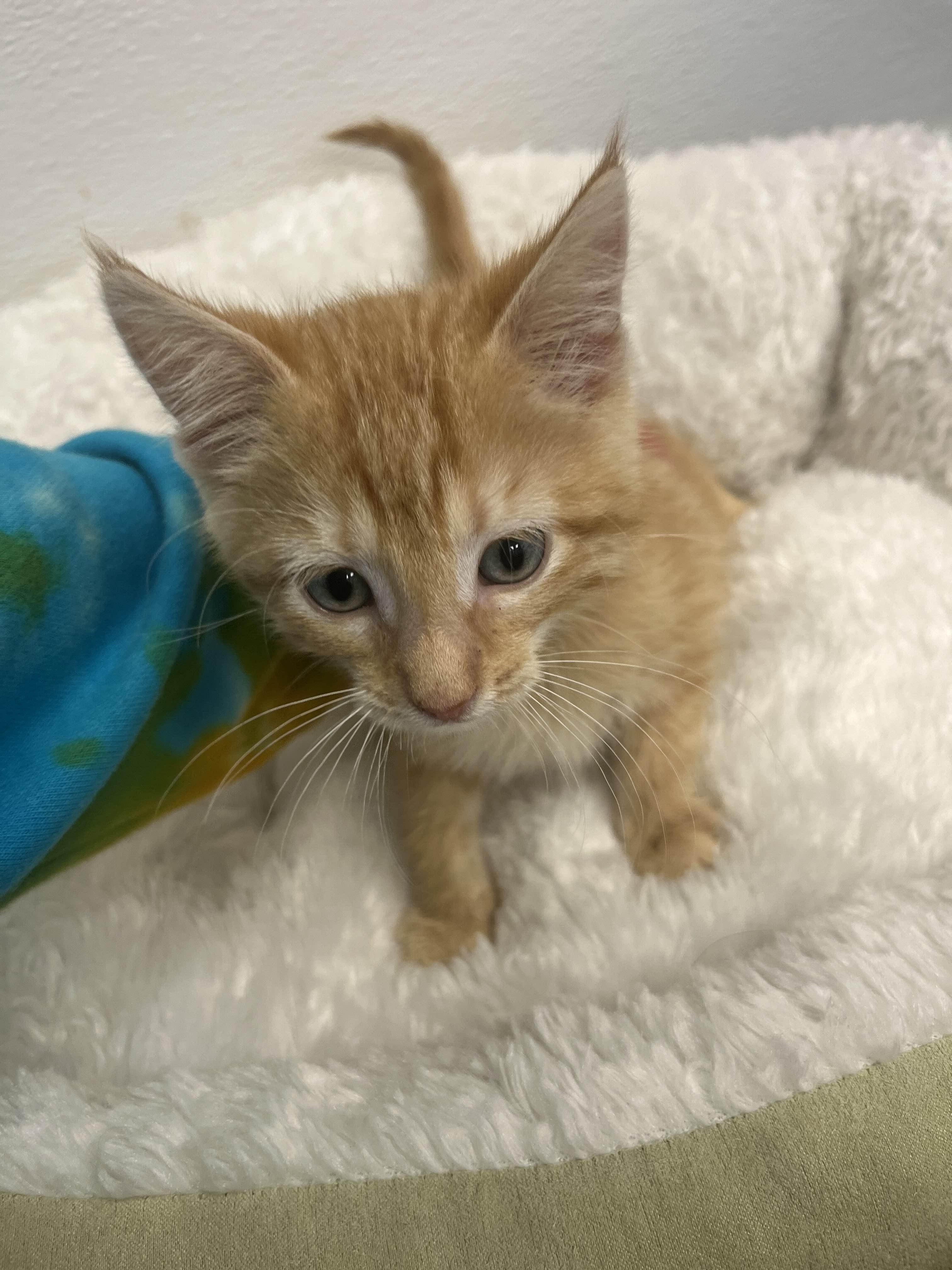 Lancelot, a Adopted Domestic Short Hair in Mount Pleasant, IA image 3/6