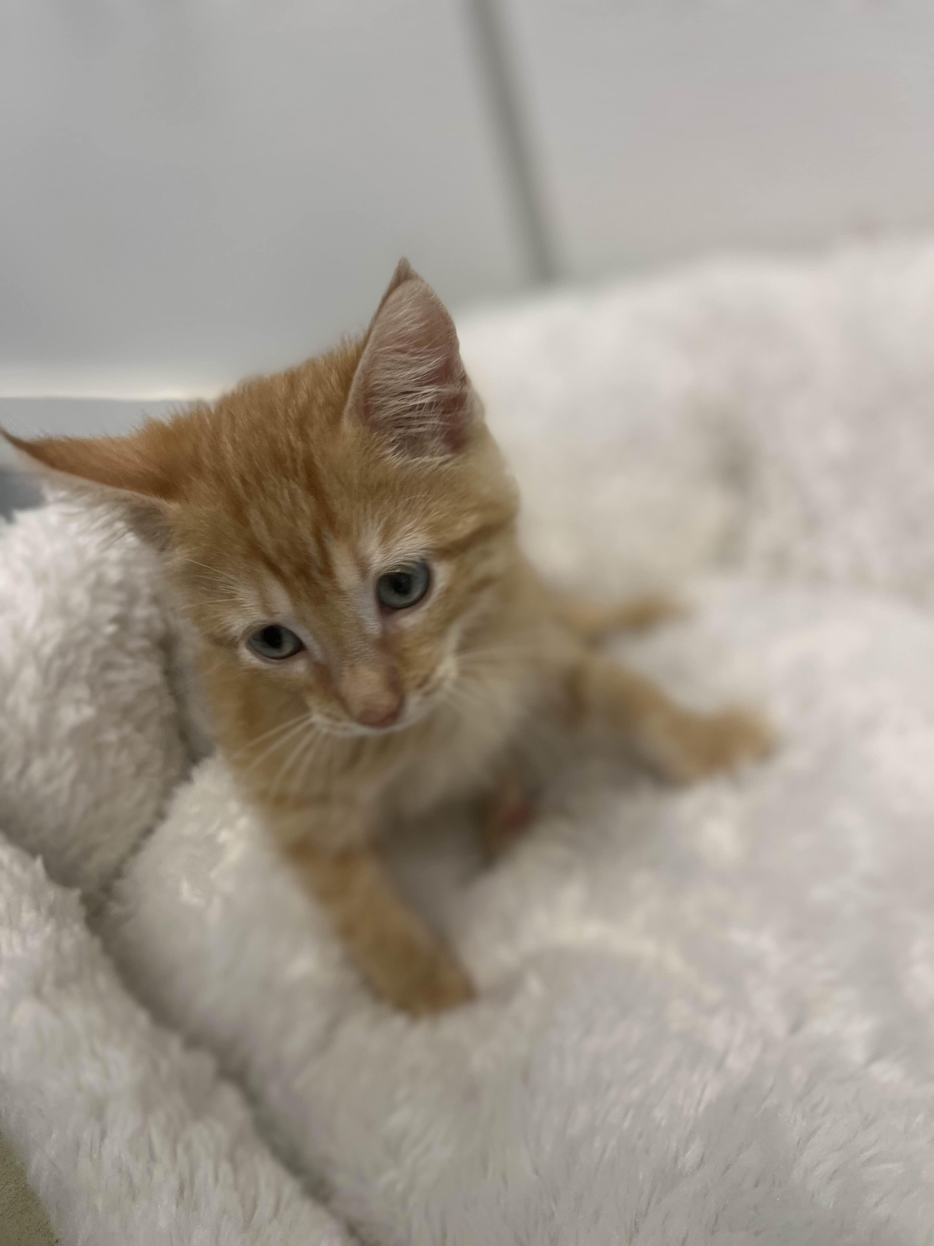 Lancelot, Adopted, Kitten Male Domestic Short Hair.
