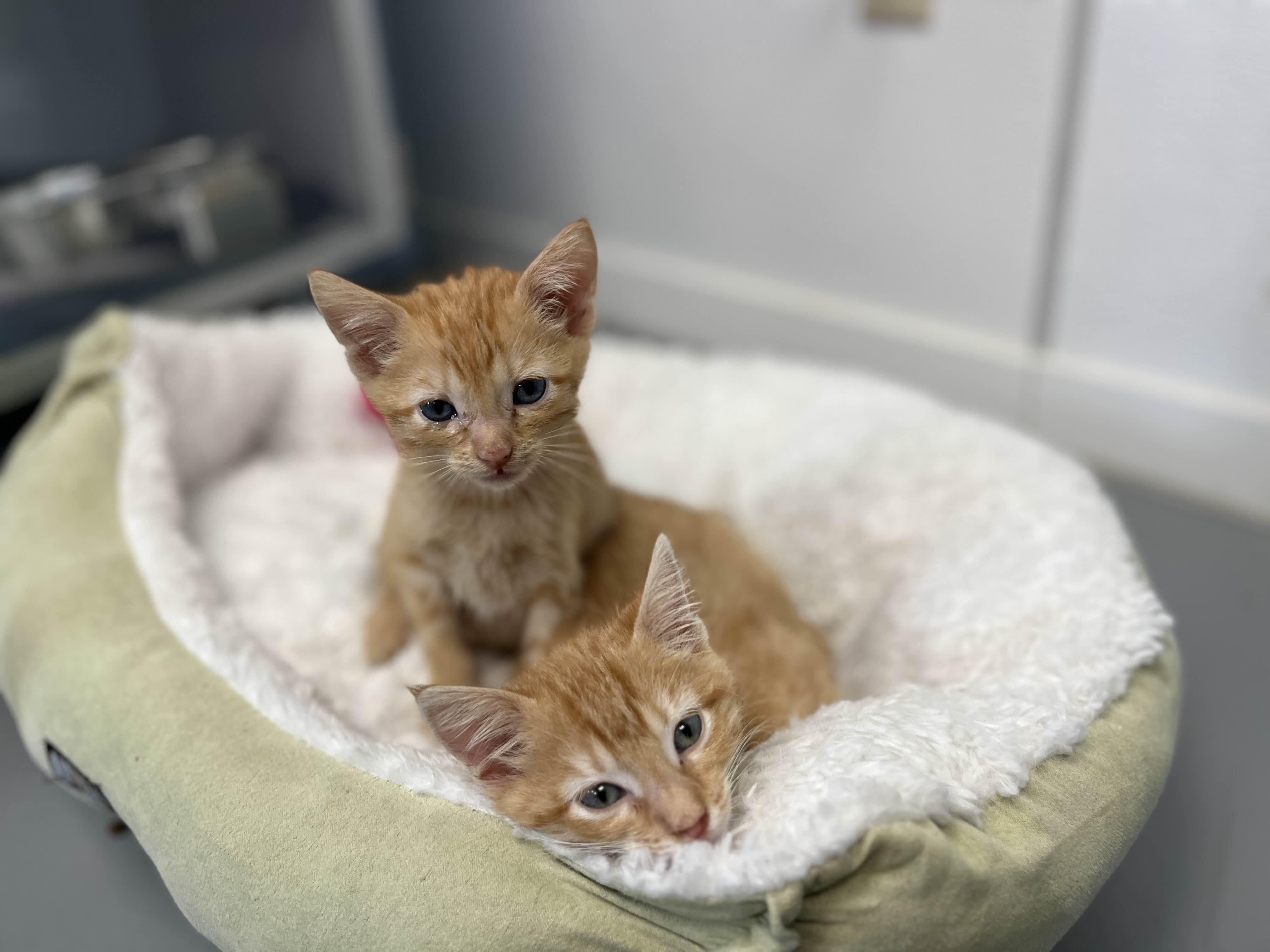 Lancelot, a Adopted Domestic Short Hair in Mount Pleasant, IA image 5/6