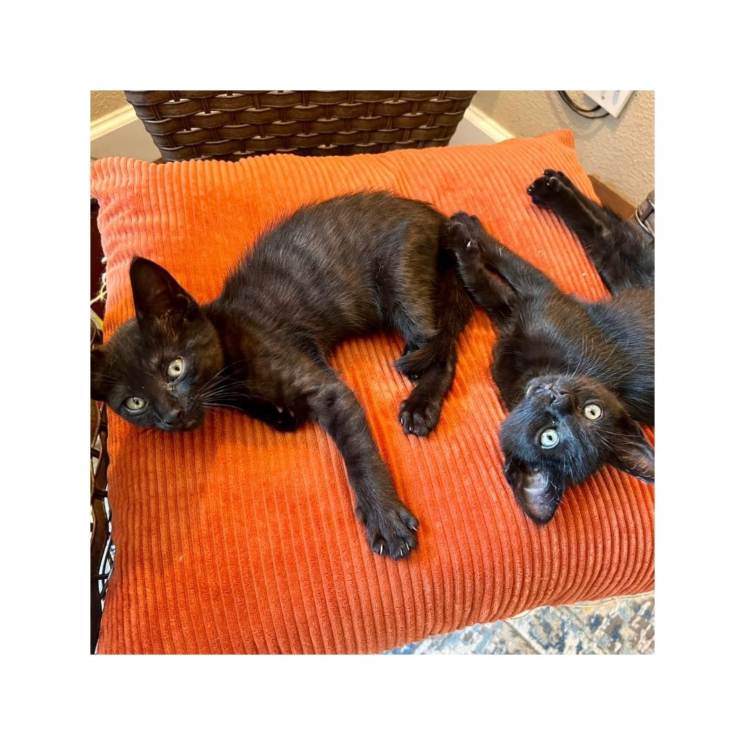 Enlarge Winnie & Dixie, a Adoptable Domestic Short Hair in Gilroy, CA image 6/6