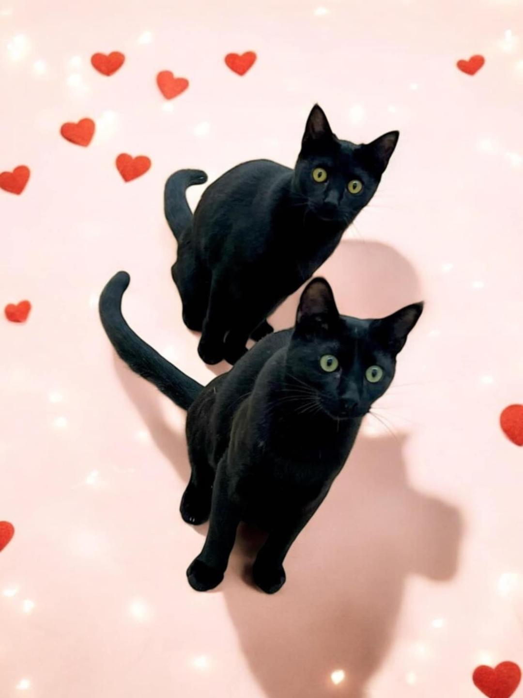 Enlarge Winnie & Dixie, a Adoptable Domestic Short Hair in Gilroy, CA image 3/6
