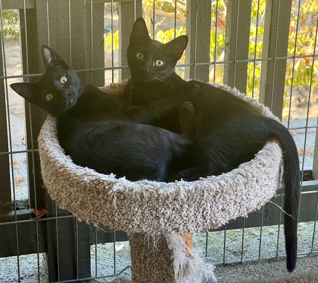Enlarge Winnie & Dixie, a Adoptable Domestic Short Hair in Gilroy, CA image 2/6