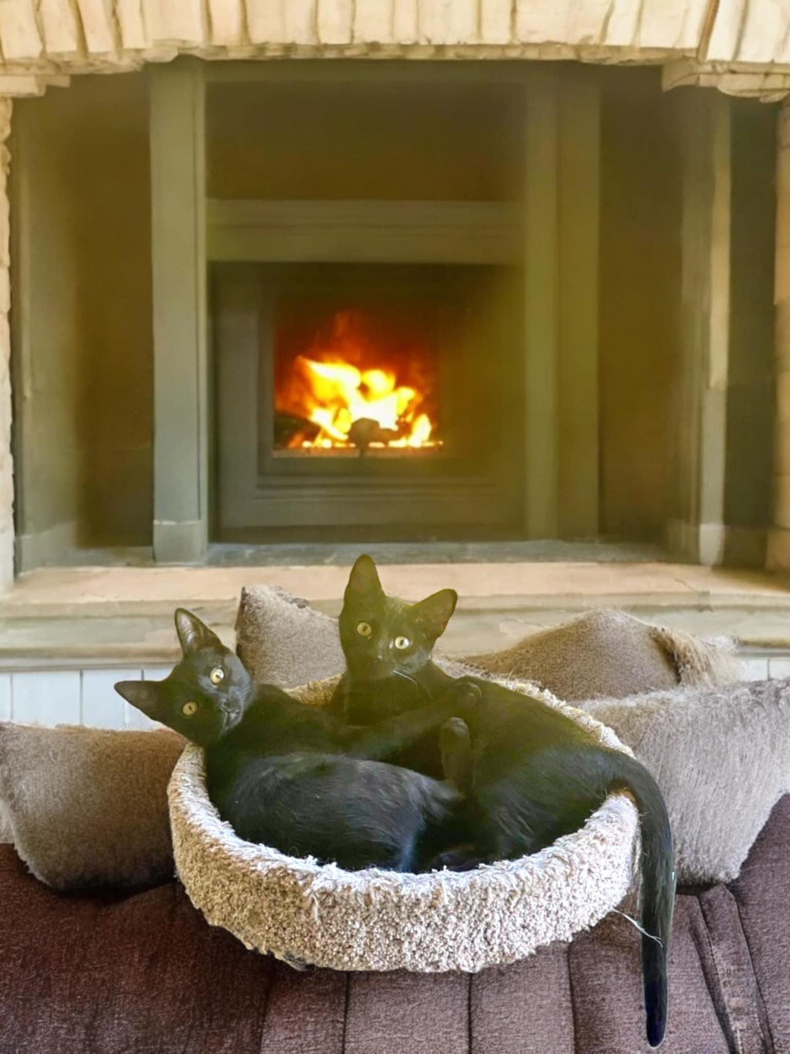 Enlarge Winnie & Dixie, a Adoptable Domestic Short Hair in Gilroy, CA image 5/6