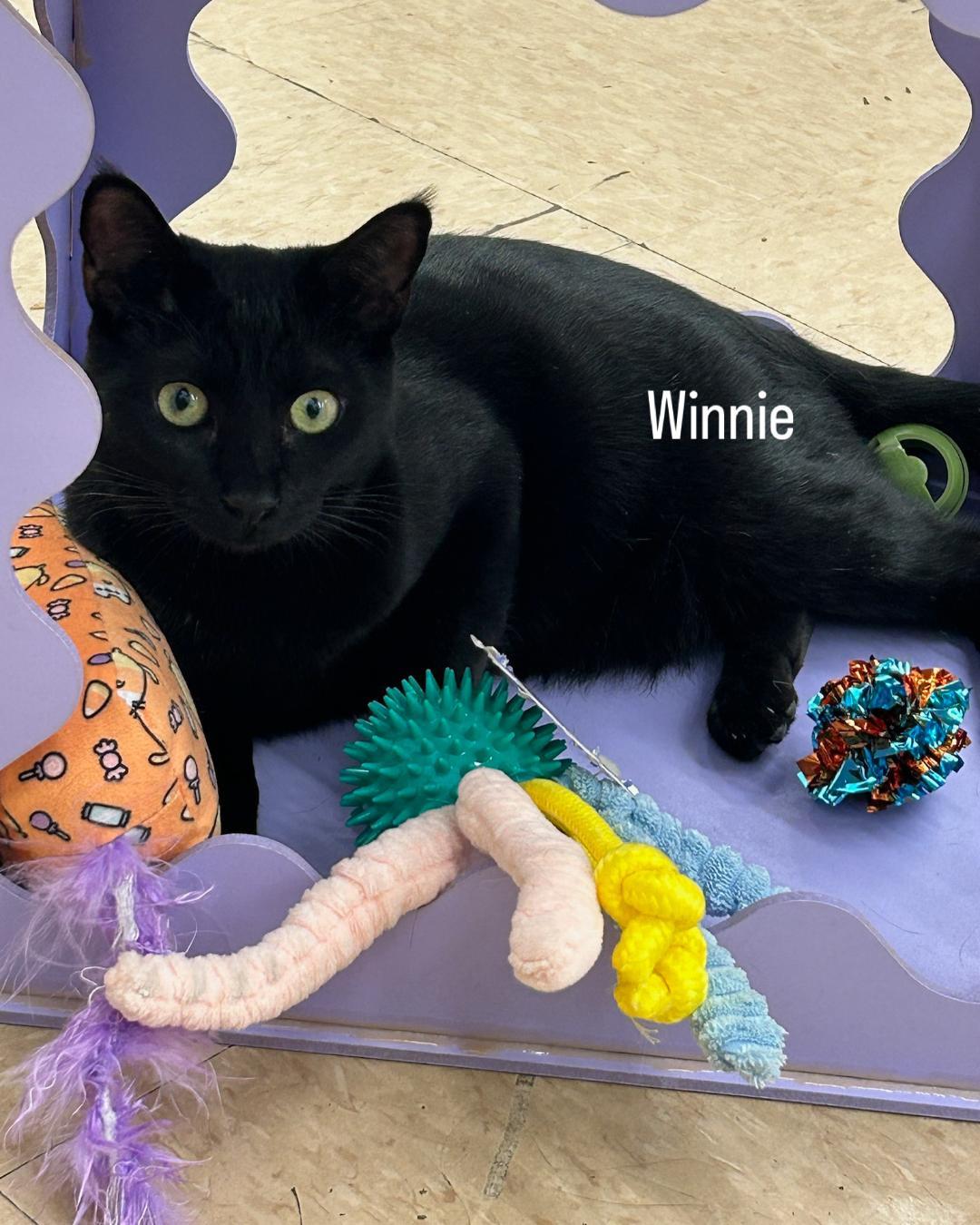 Enlarge Winnie & Dixie, a Adoptable Domestic Short Hair in Gilroy, CA image 4/6