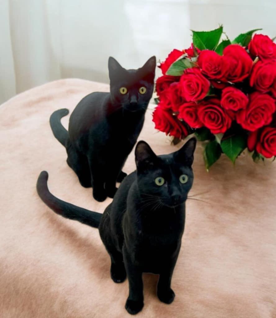 Enlarge Winnie & Dixie, a Adoptable Domestic Short Hair in Gilroy, CA image 1/6