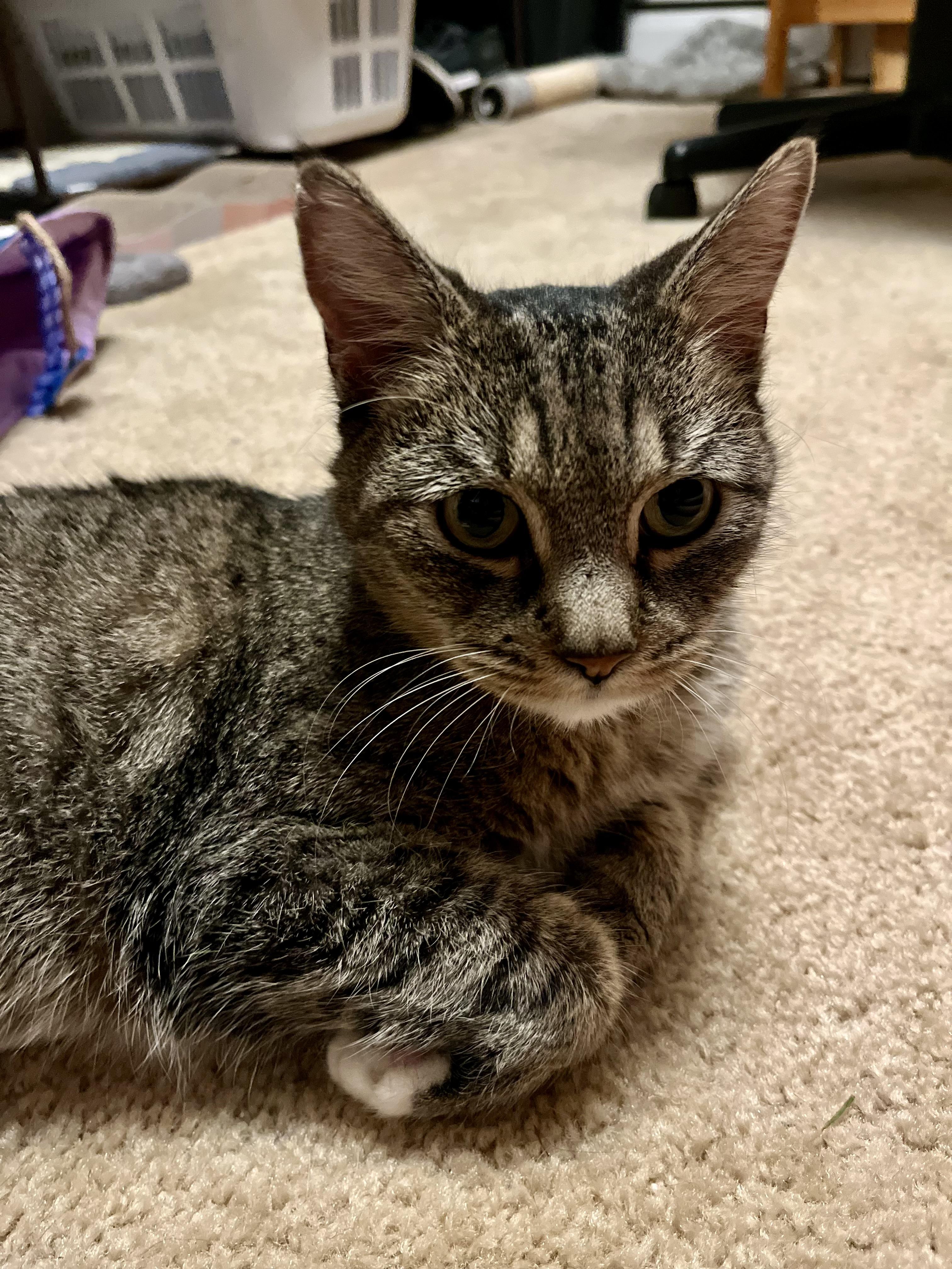 Snickerdoodle, a Adopted Tabby in Albany, NY image 4/6