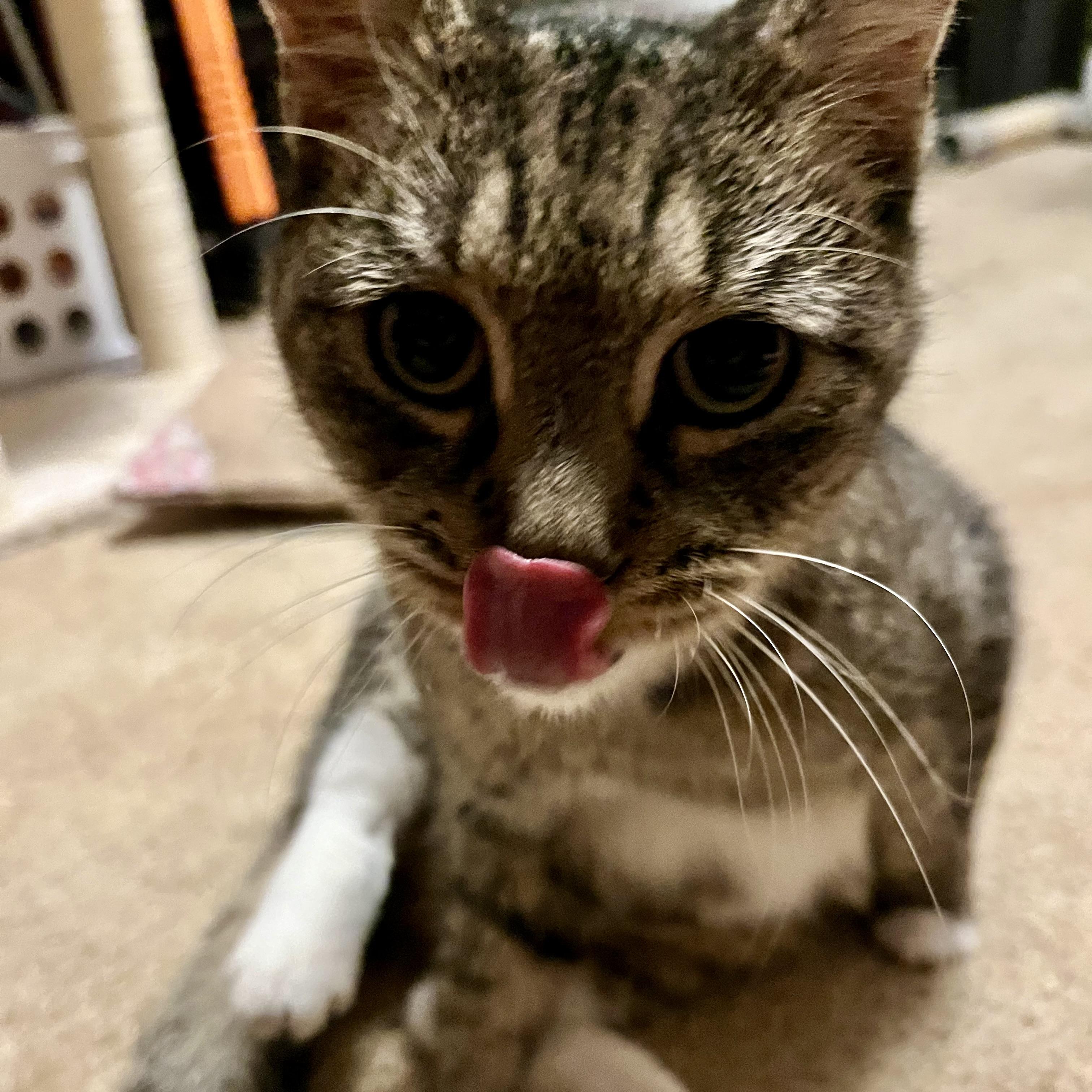 Snickerdoodle, a Adopted Tabby in Albany, NY image 5/6